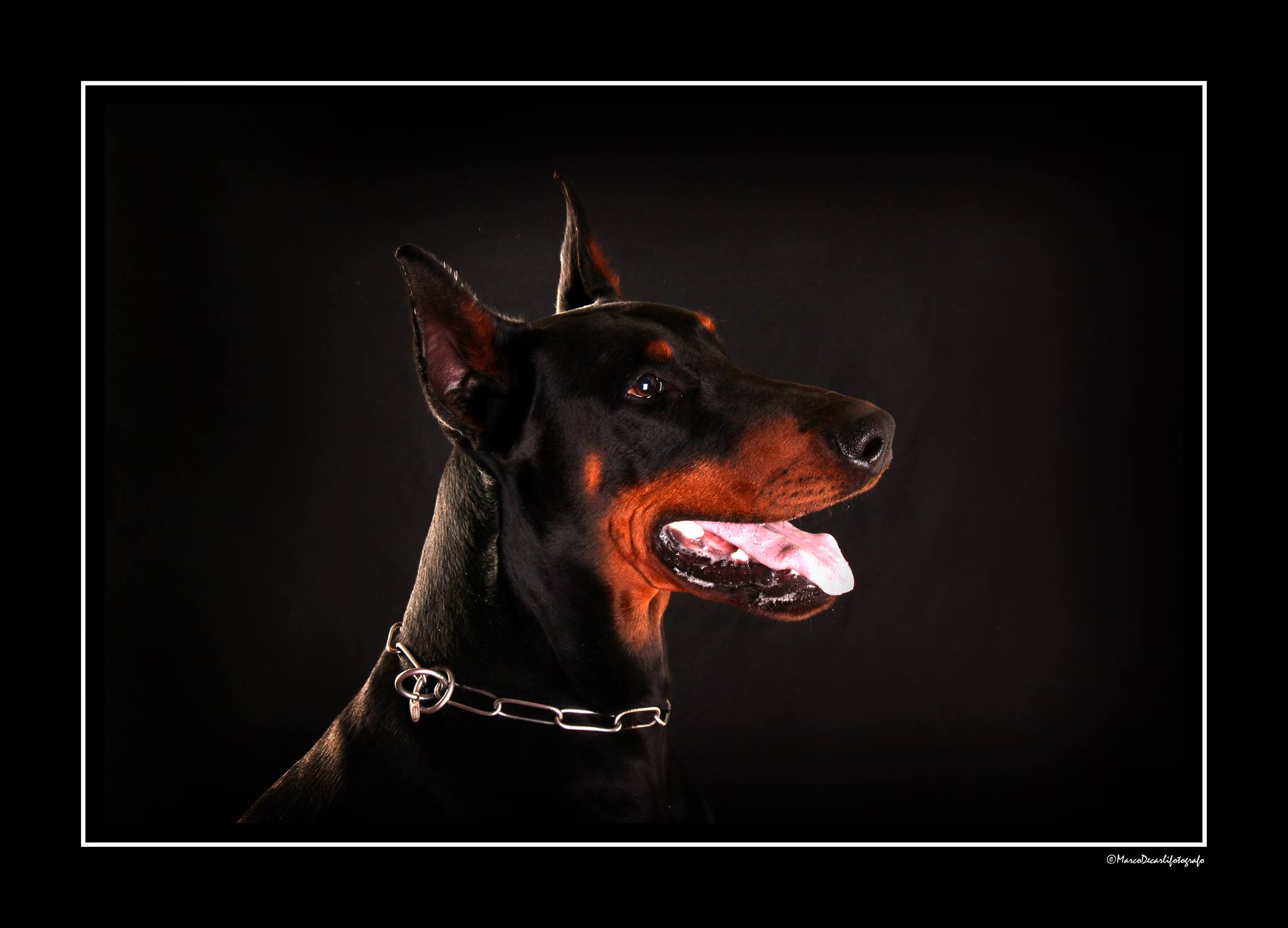 Dobermann