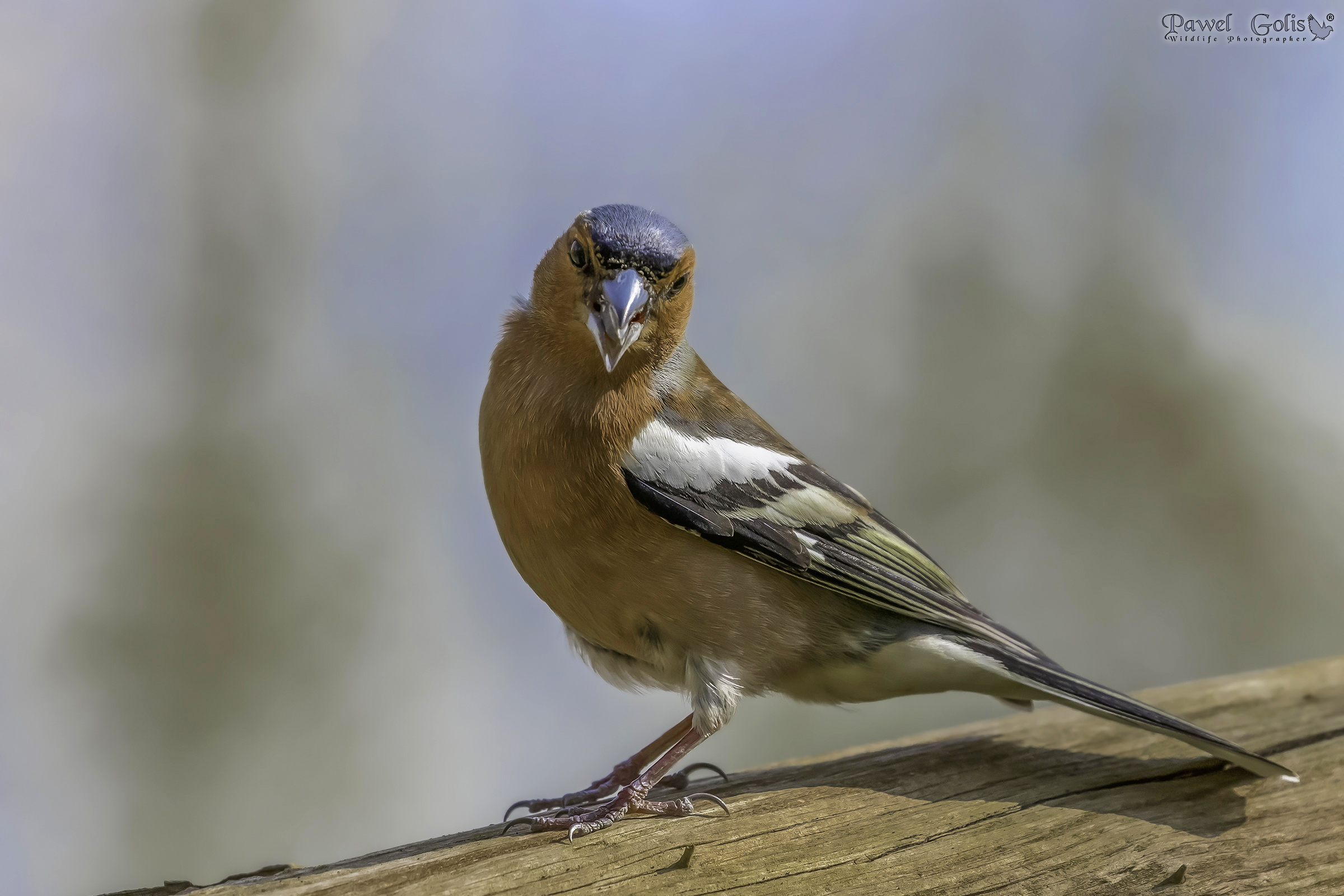 Common chaffinch (Fringilla coelebs)