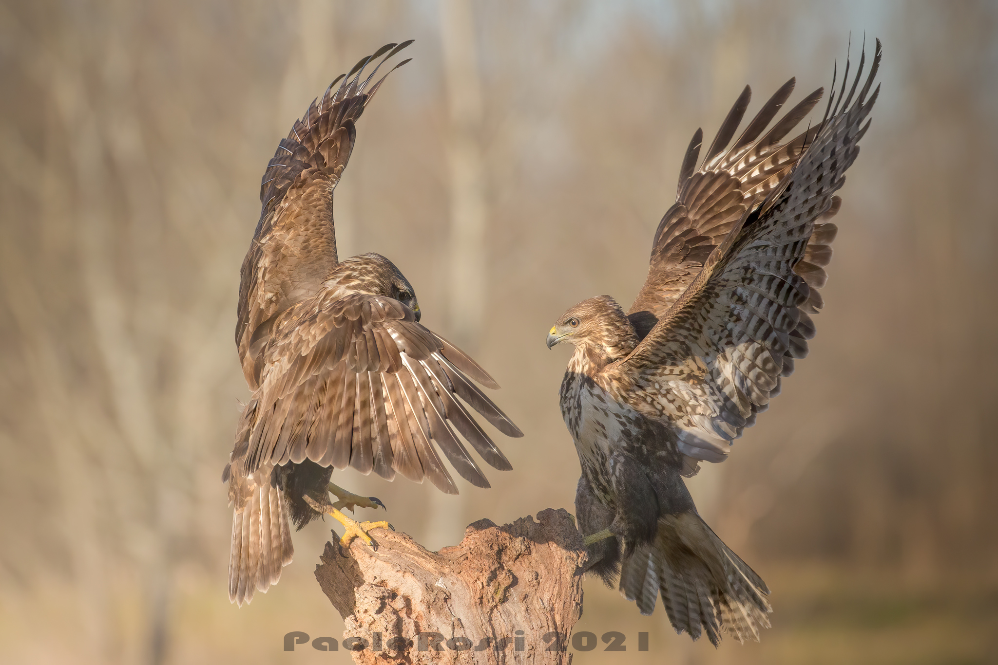 Due poiane litigiose...