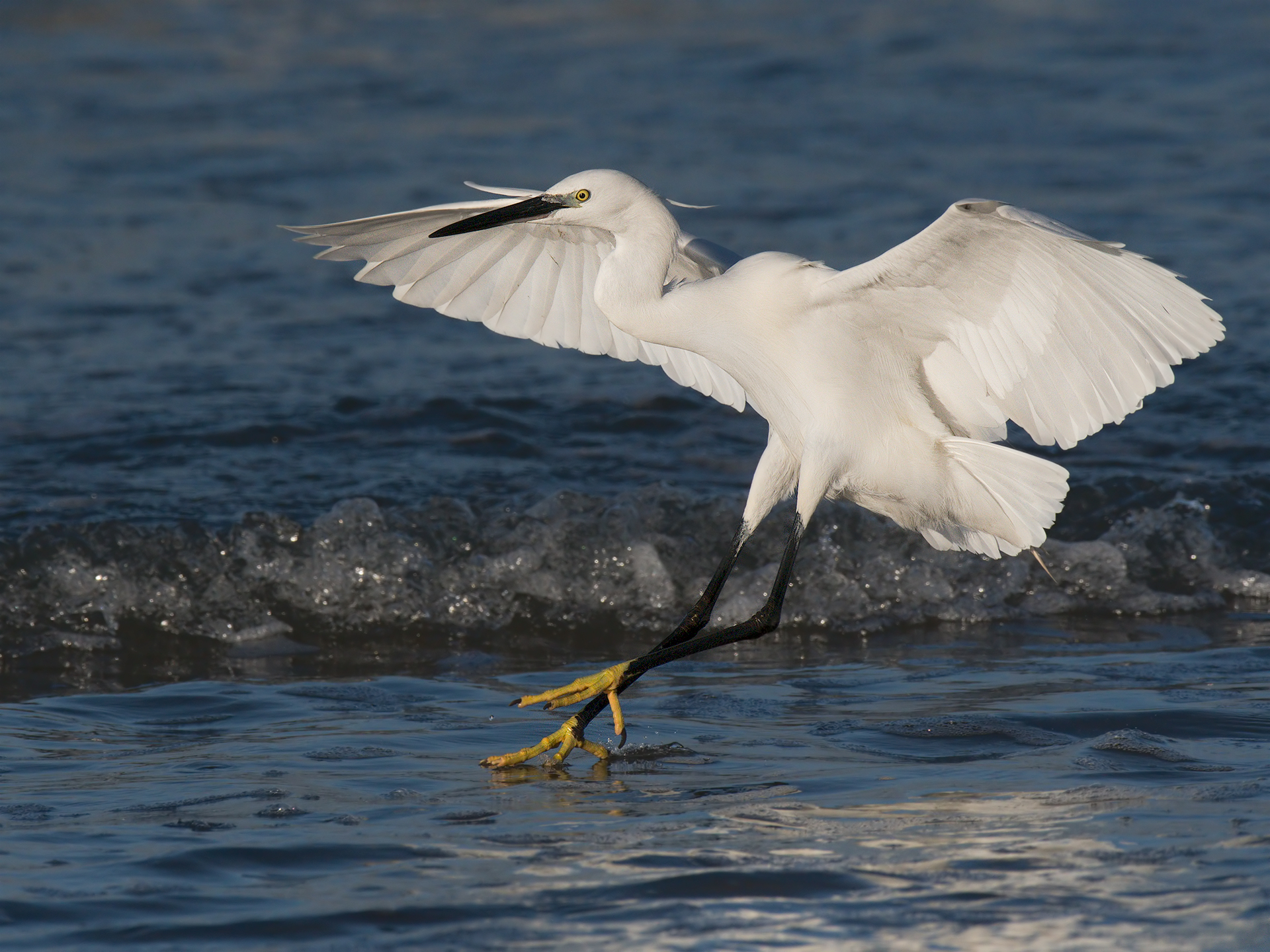 Egret in "ammaraggio"