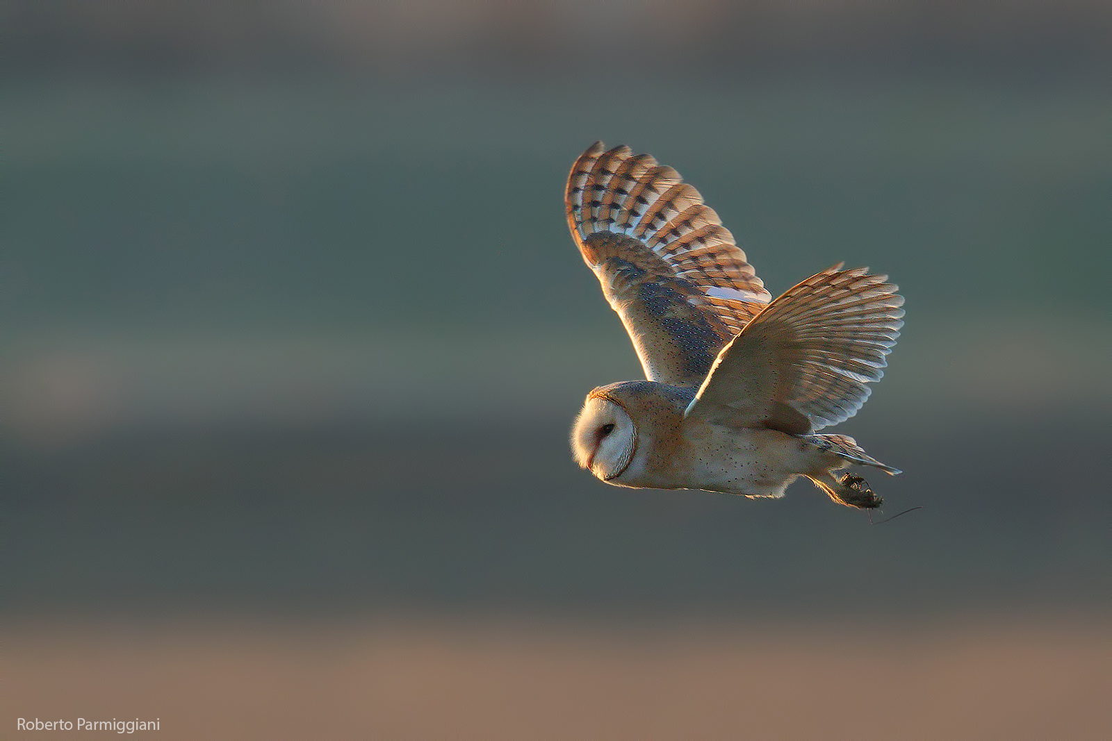 Barbaggianni caccia crepuscolare parte III