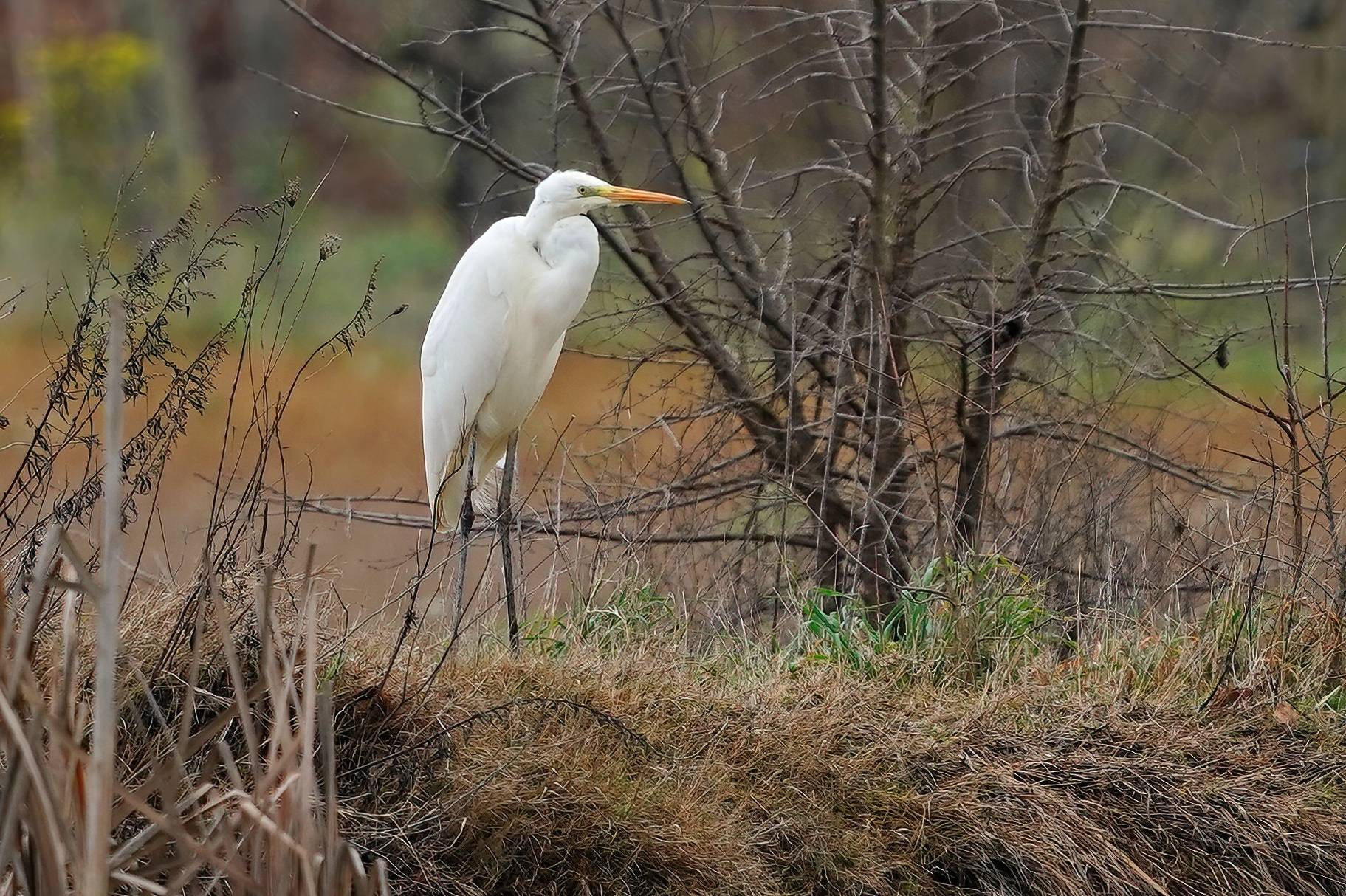 Airone bianco maggiore