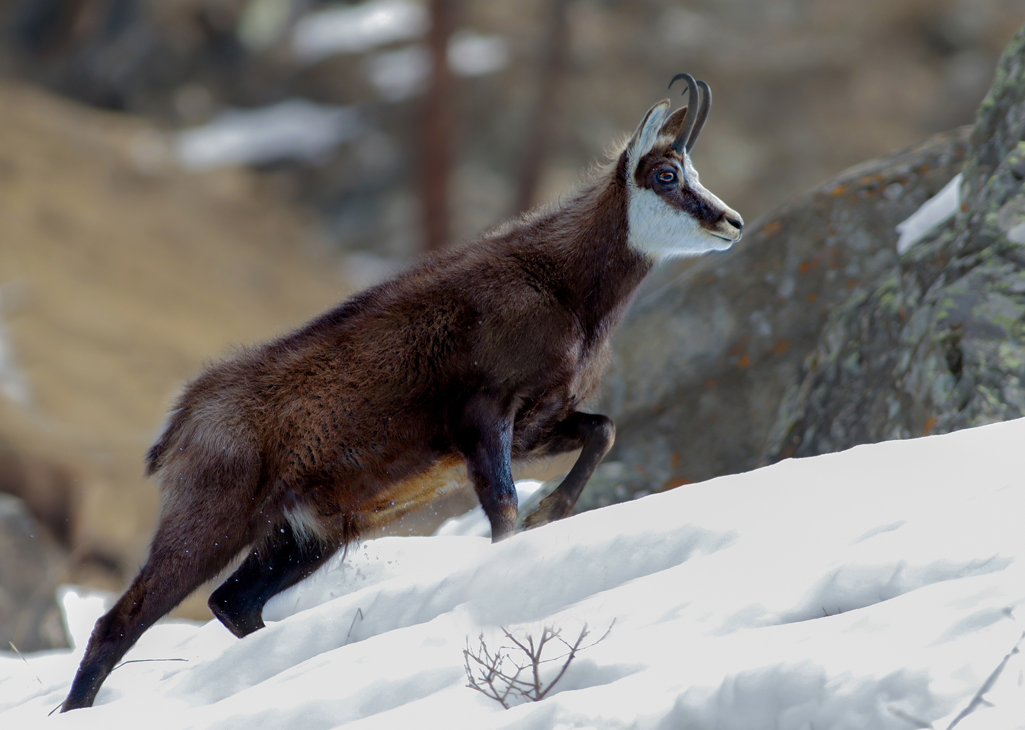 la risalita del camoscio
