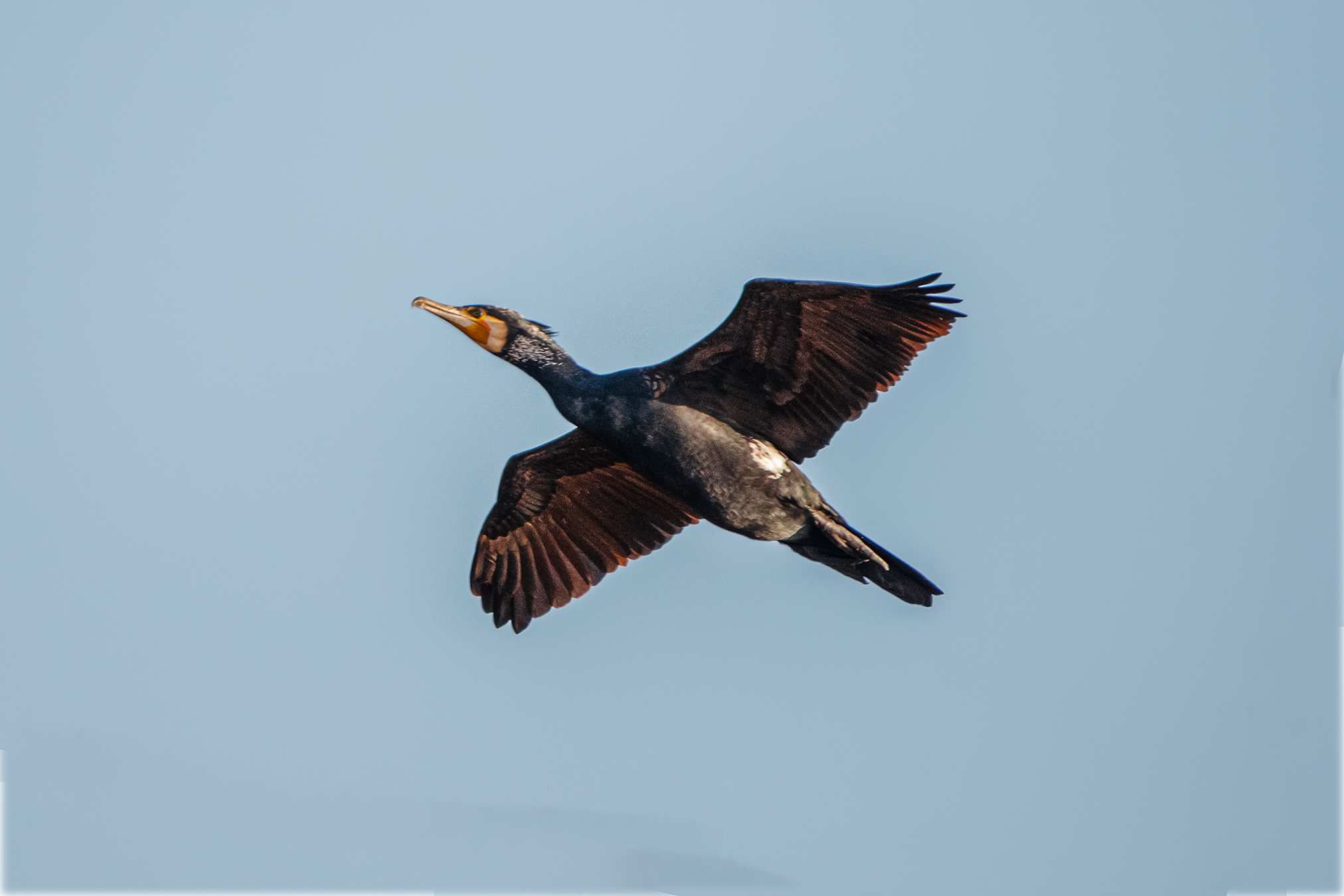 Cormorano