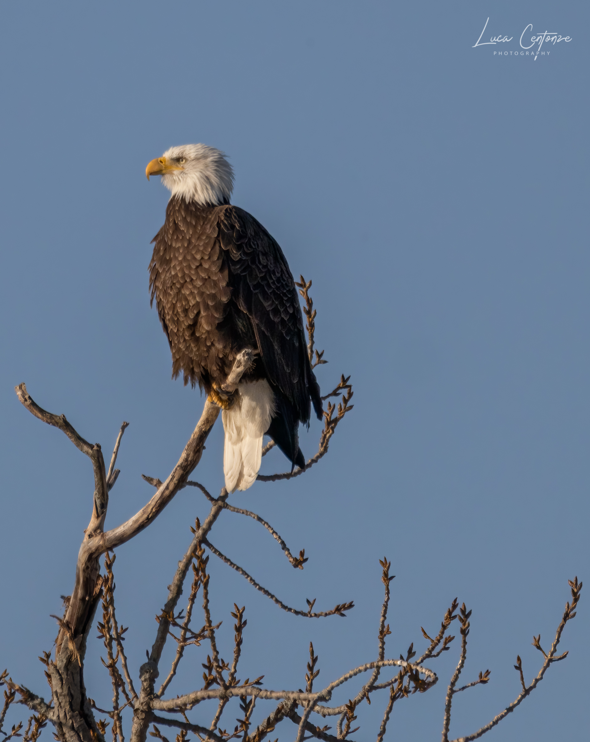 Bald Eagle (Haliaeetus leucocephalus)