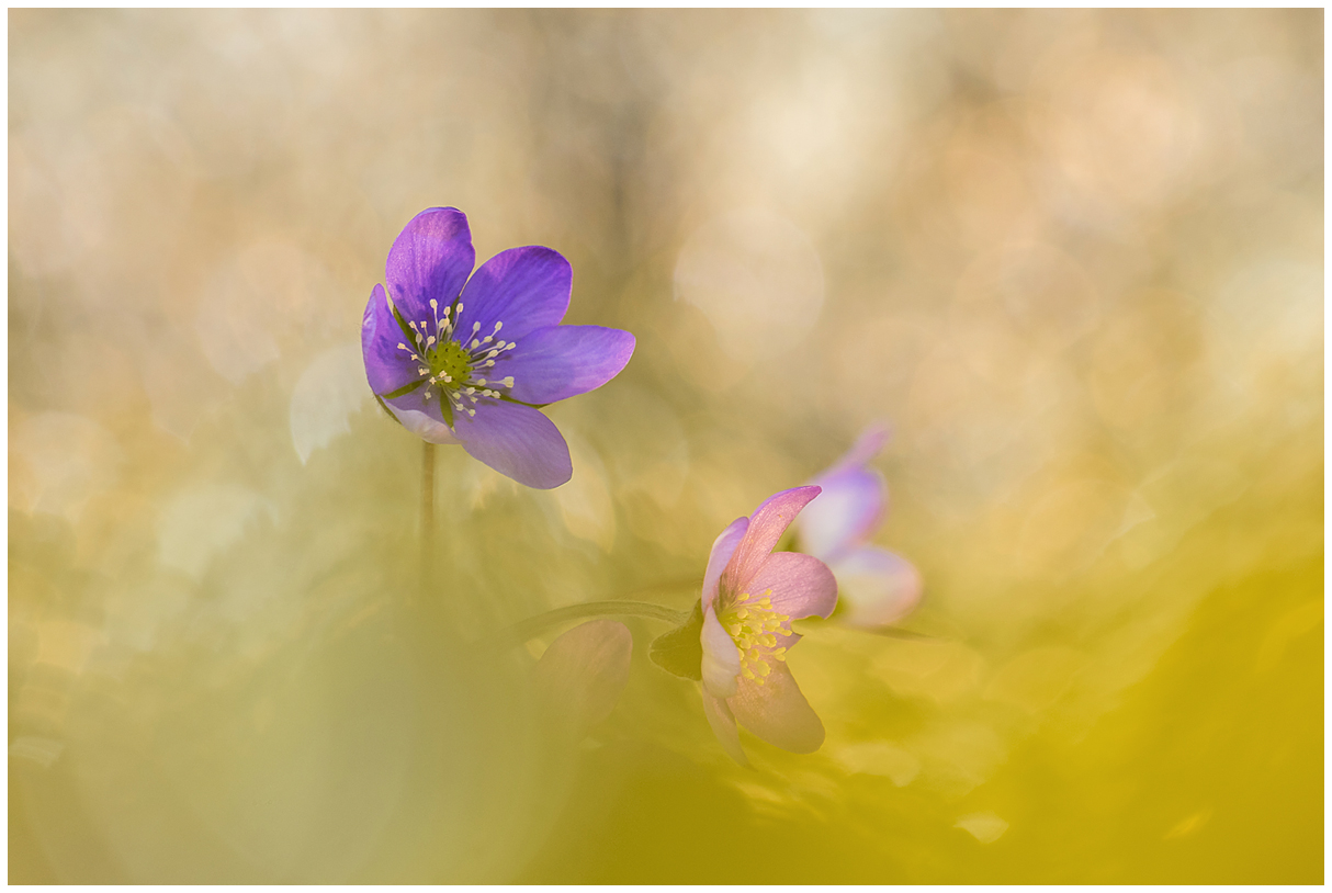 hepatica nobilis