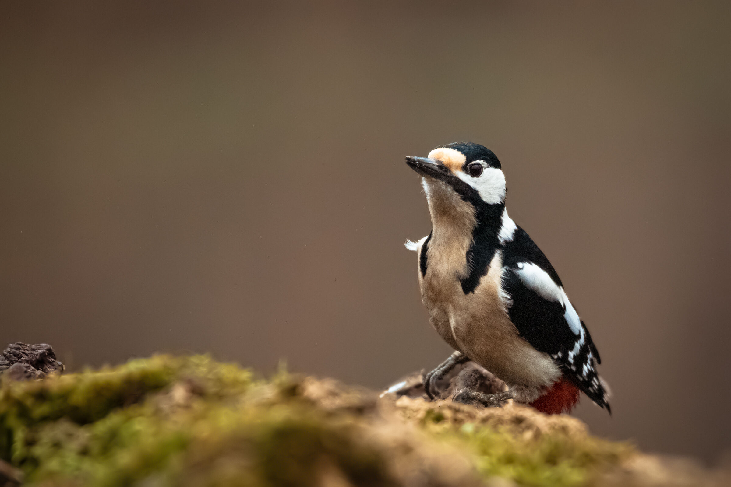 Inseguendo il picchio n.1