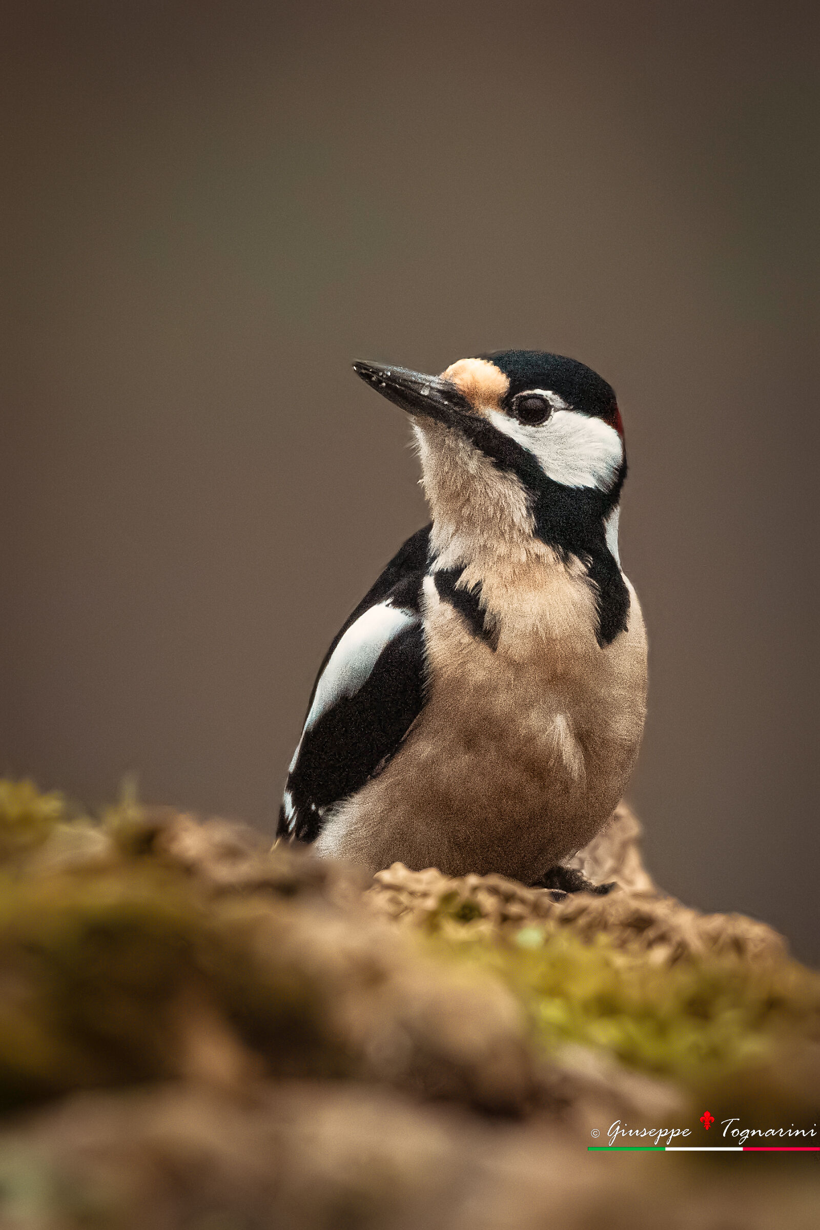 Inseguendo il picchio n.2