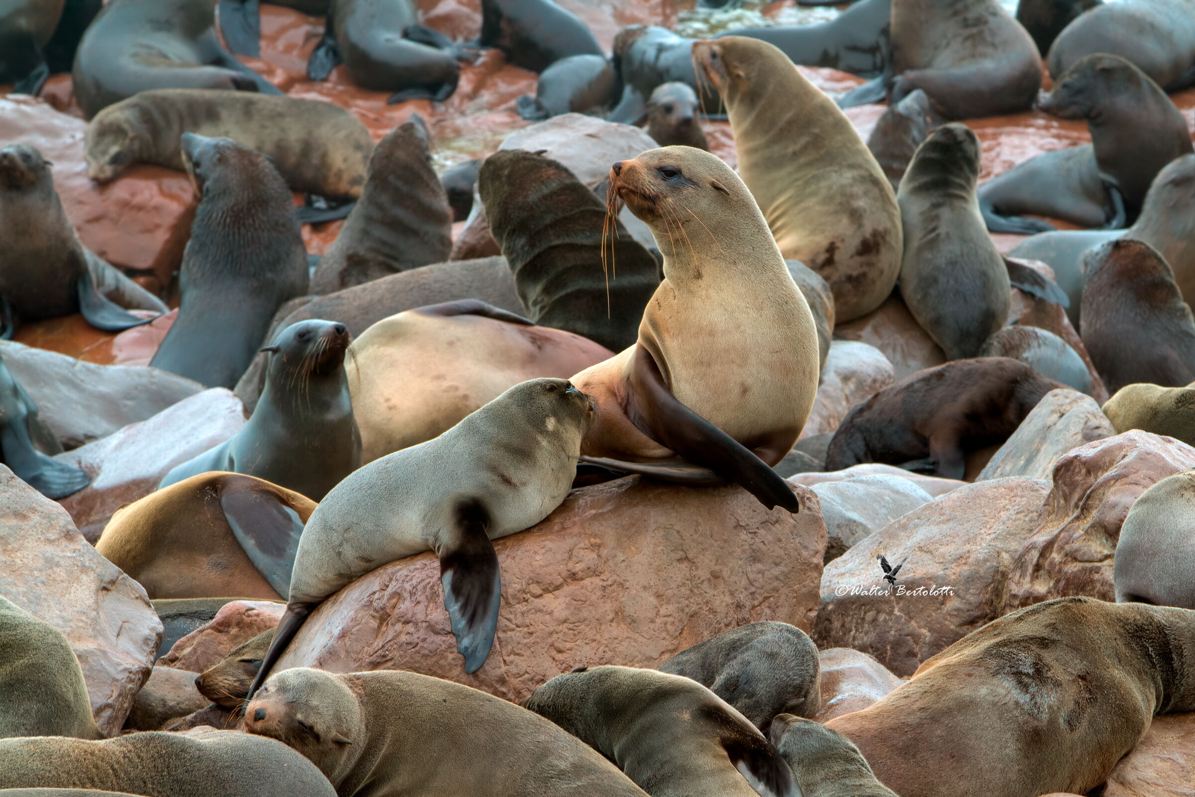 otarie della Skeleton Coast