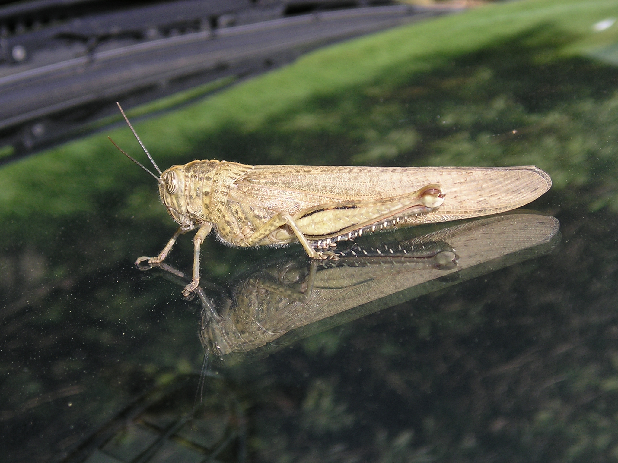 Glued to the windshield up to about 80 MPH