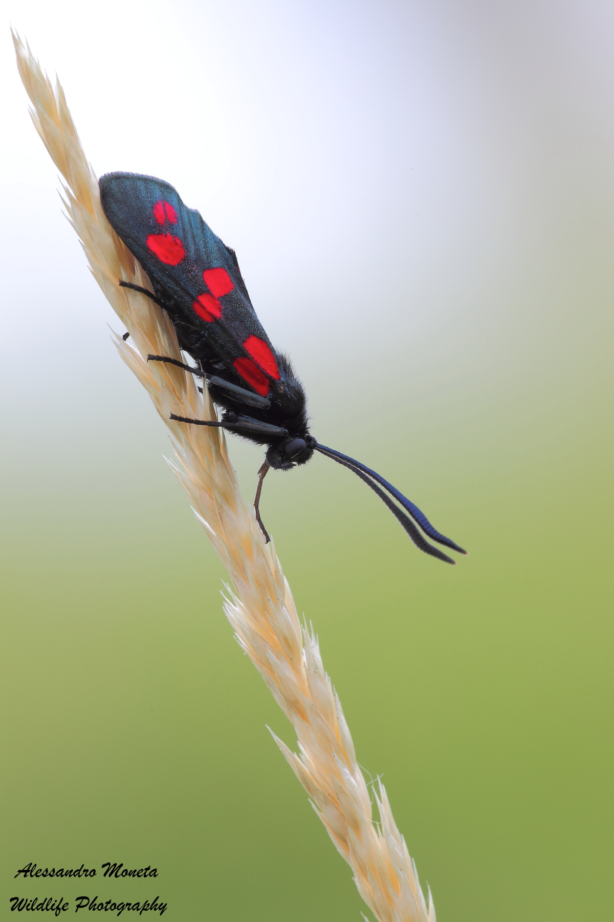 Zygaena