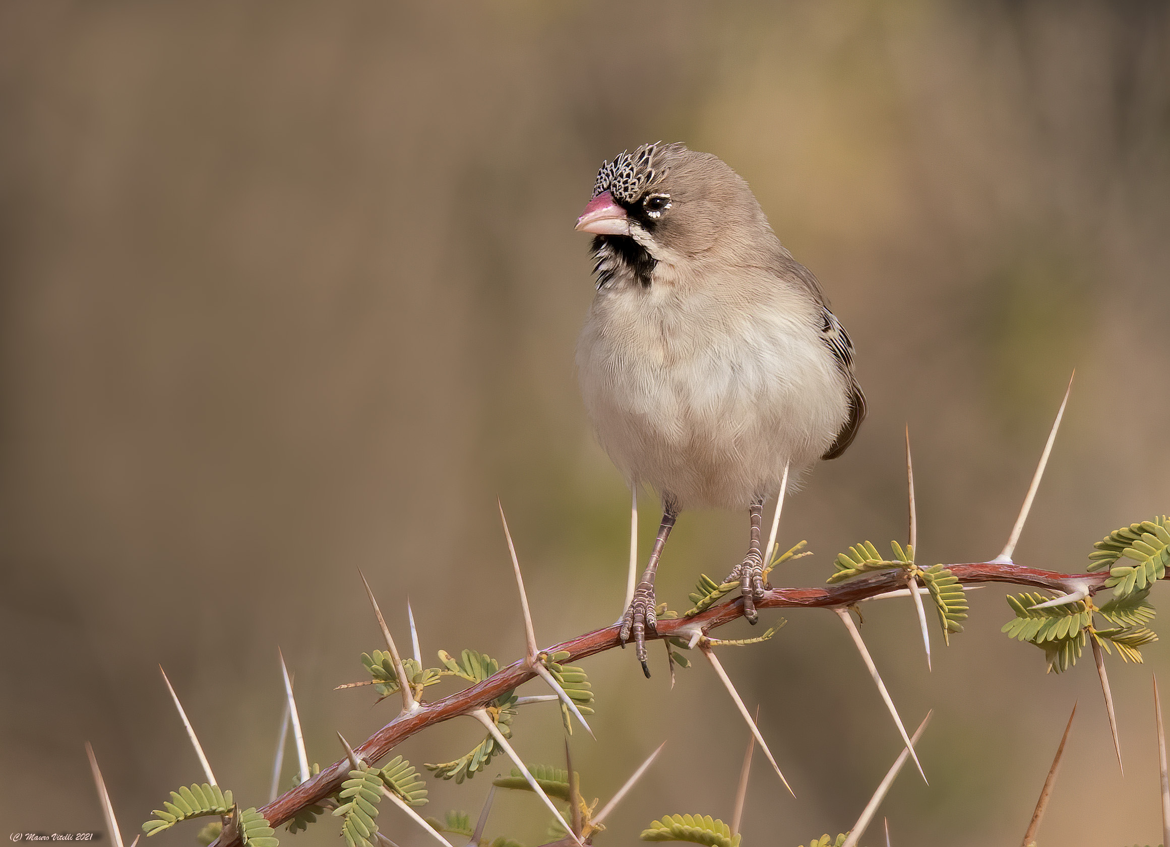 Scaly Feathered Finch (Kalahari Desert)