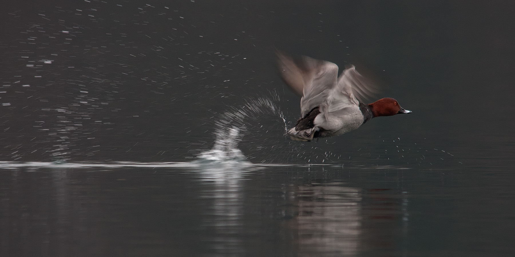 Moriglione in partenza