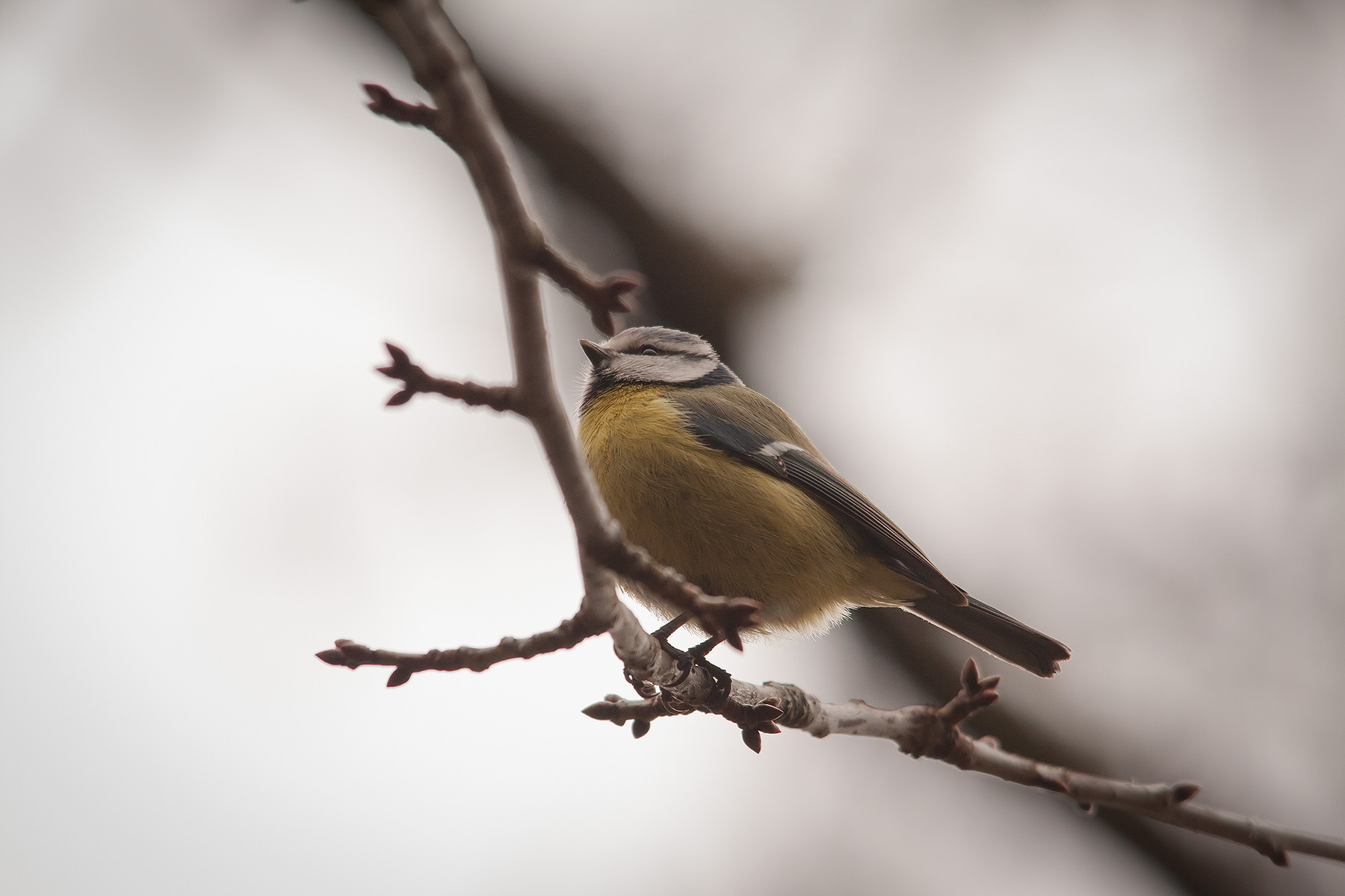 Cinciarella in controluce 1