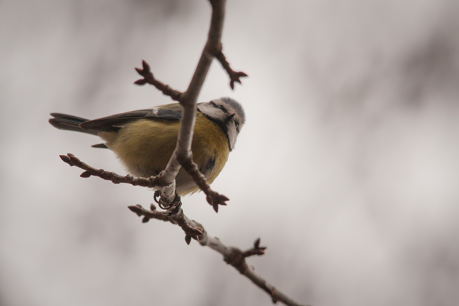Cinciarella in controluce 2