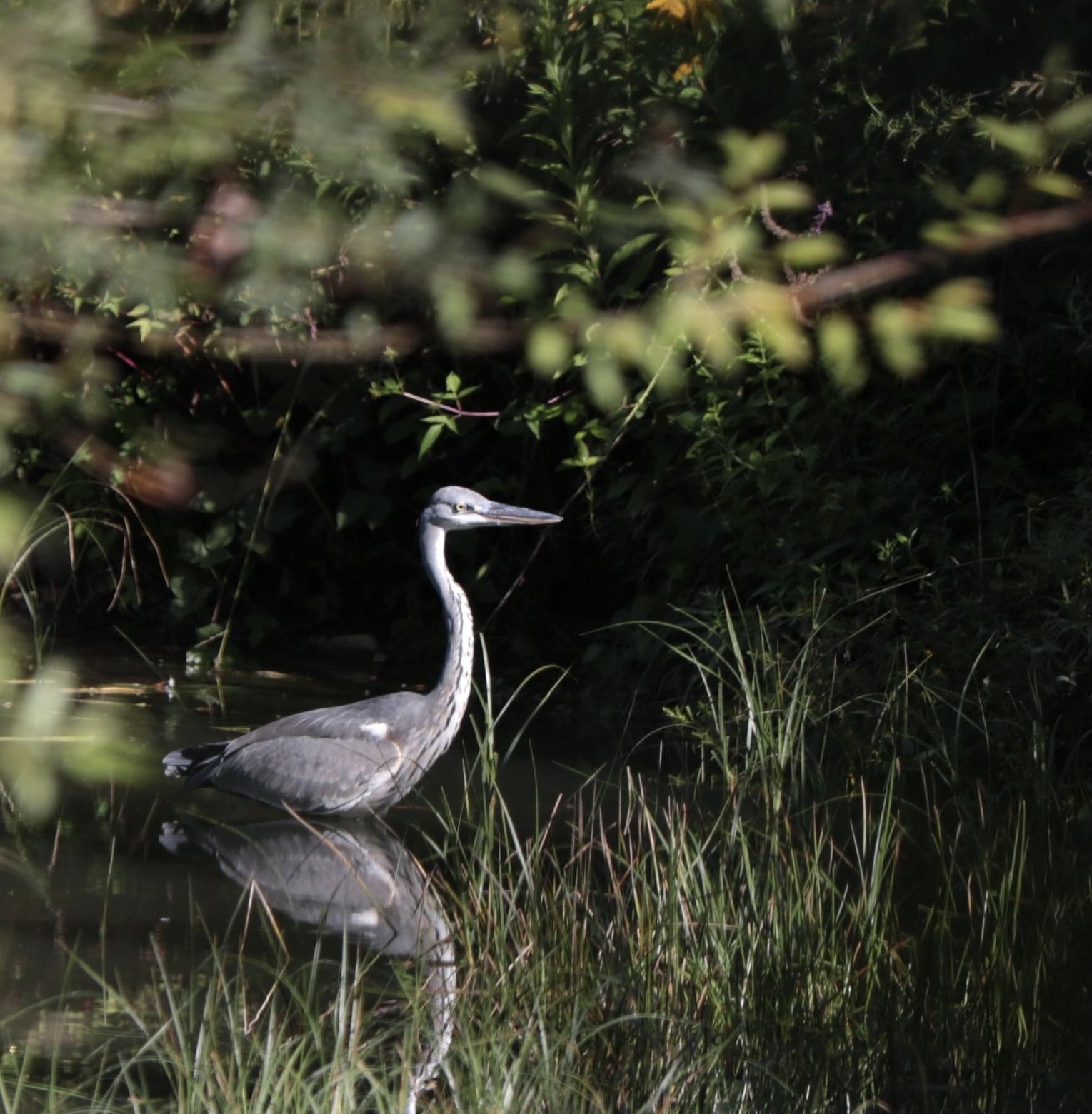 ardea cinerea - Wikipedia