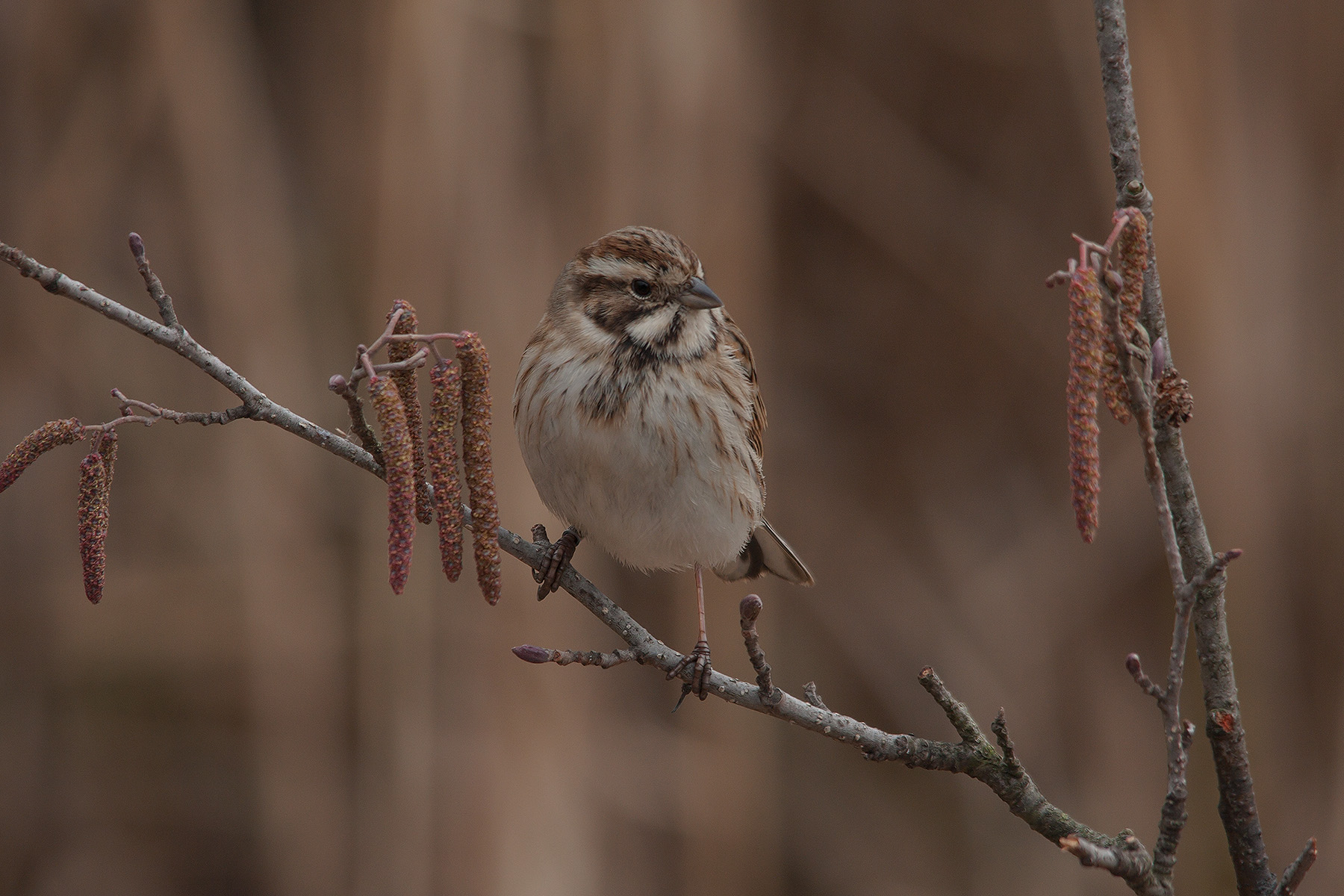 Migliarino ambientato