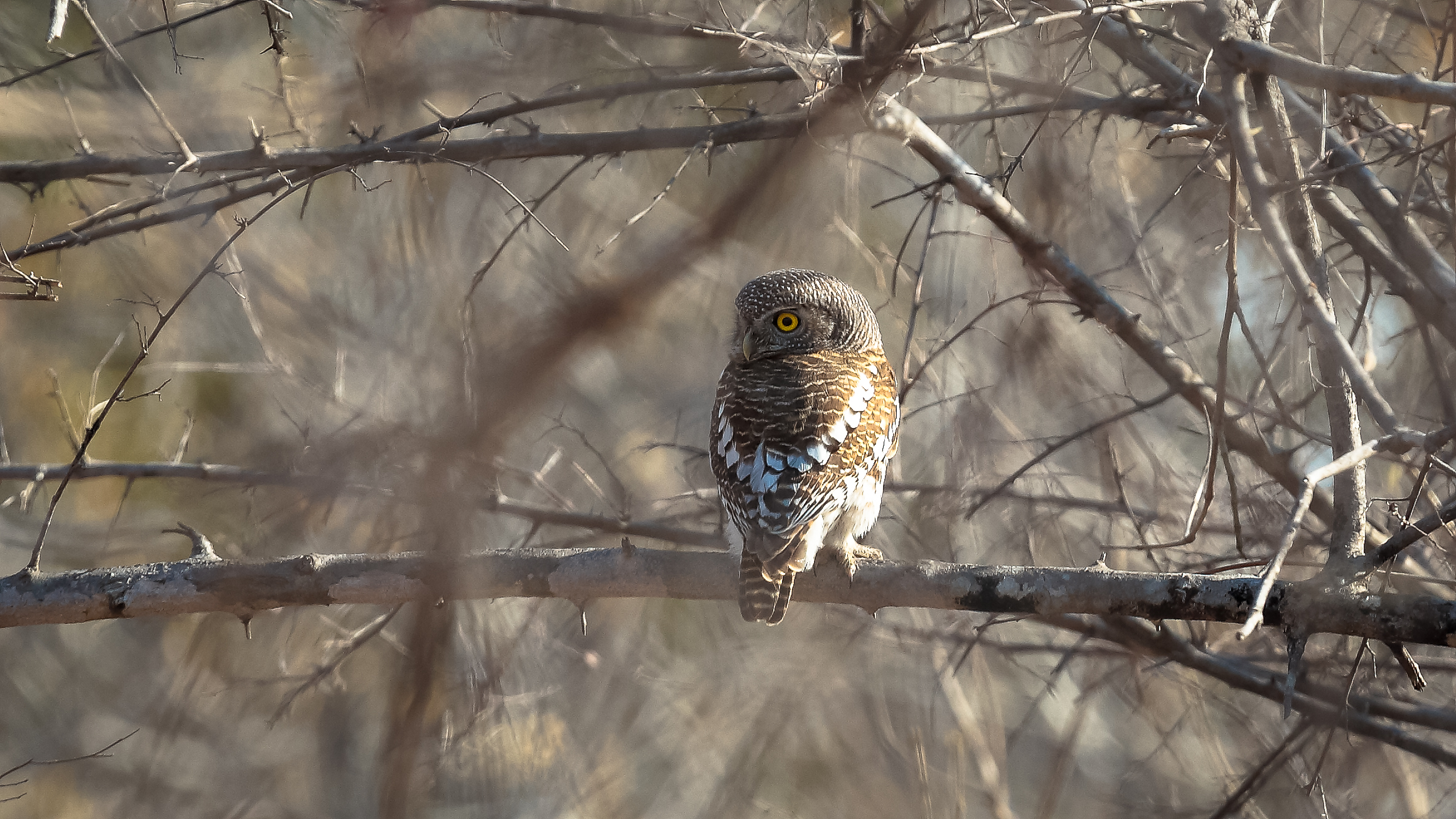South Luangwa National Park