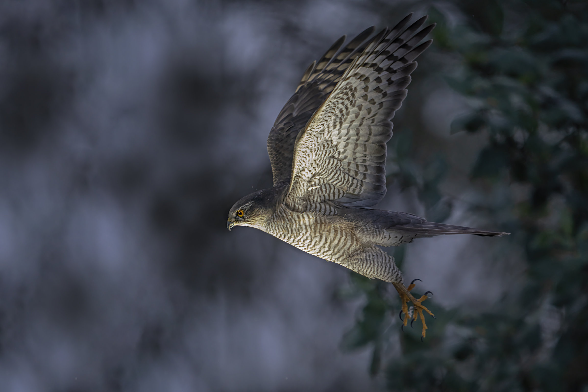 flight of the sparrow hawk