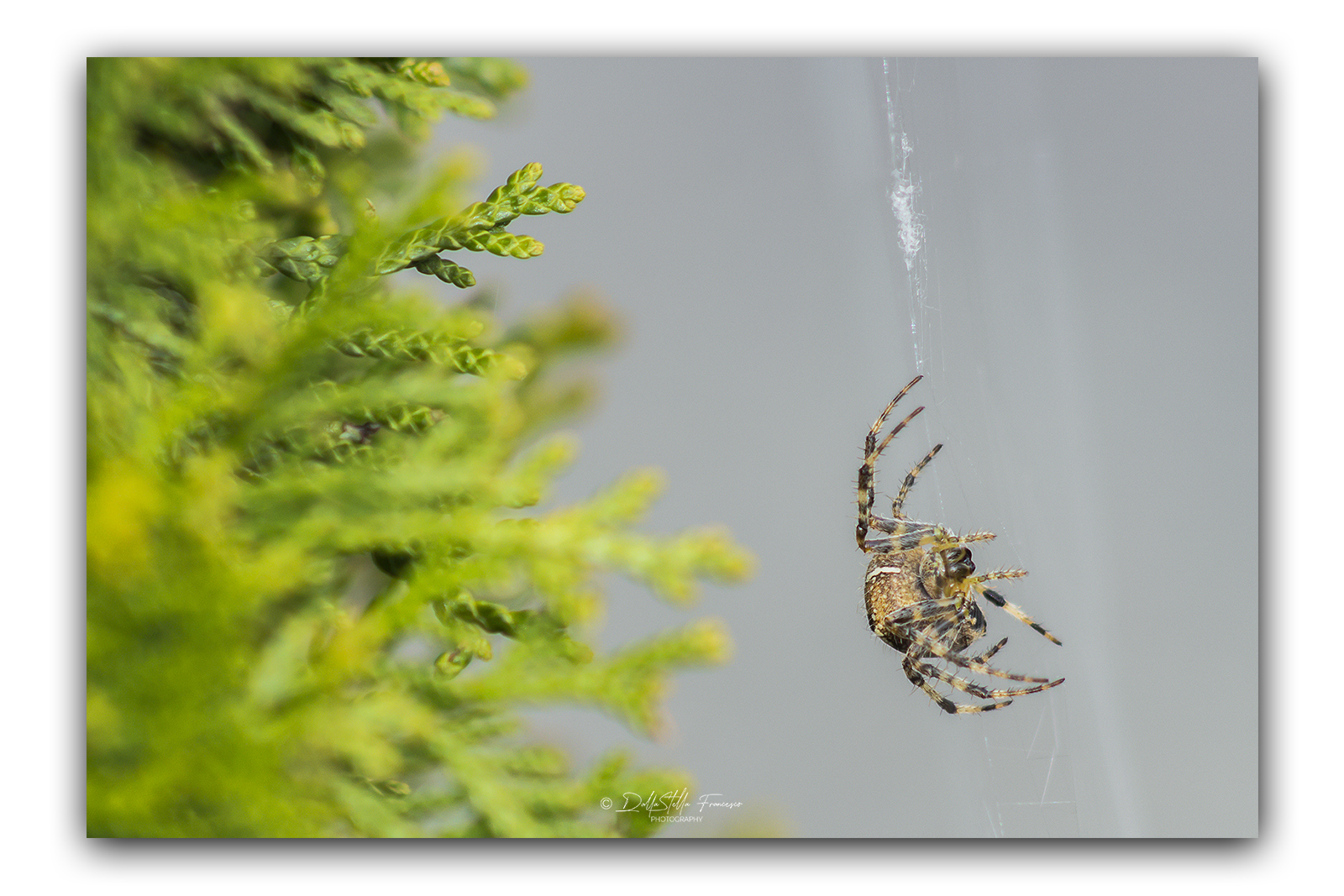 Araneus diadematus