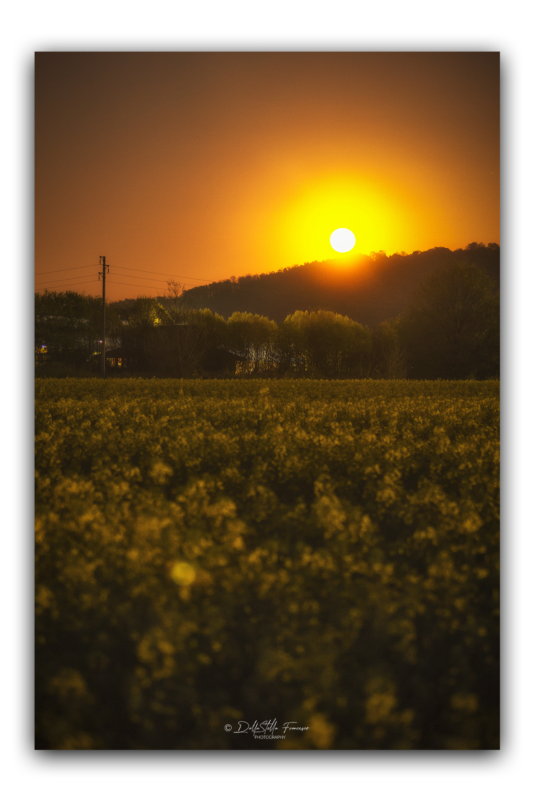 Alba lunare sul campo di colza