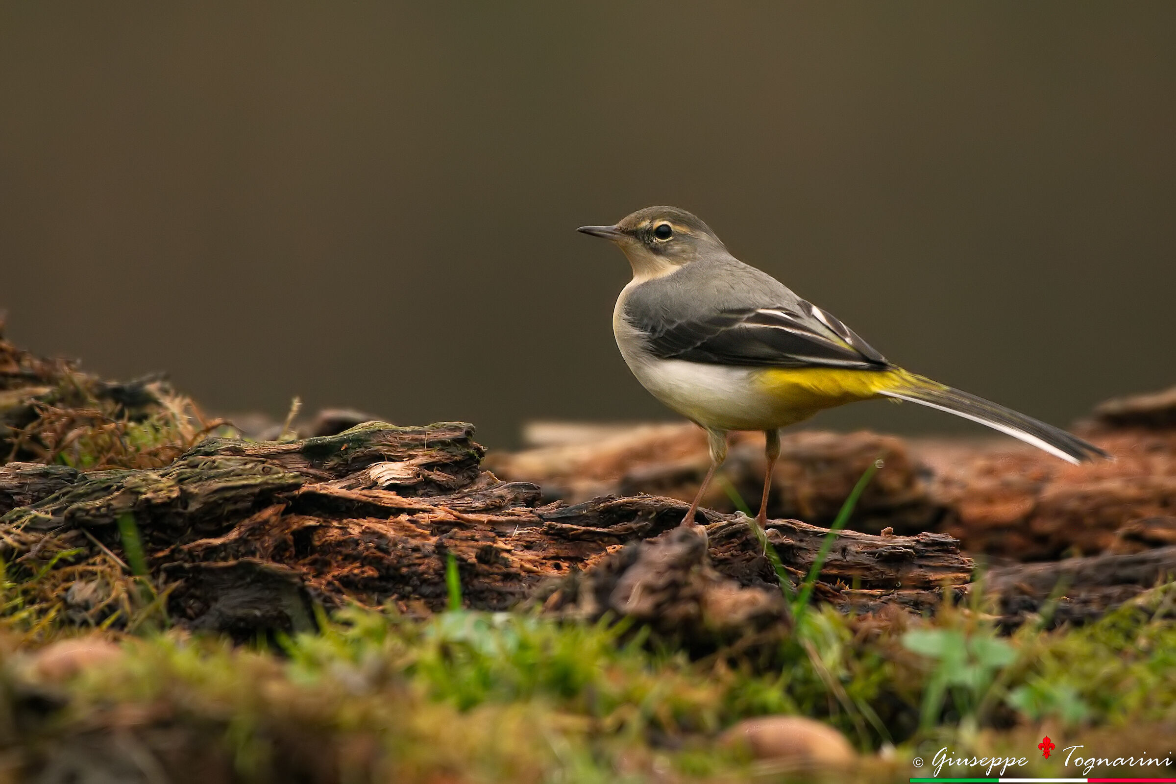 Ballerina gialla (Motacilla cinerea)