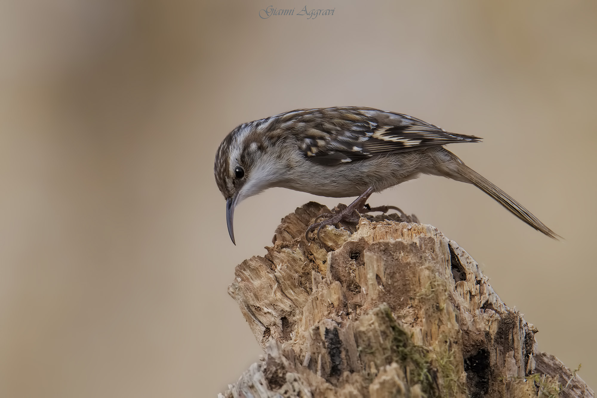 Grapple (Certhia brachydactyla)