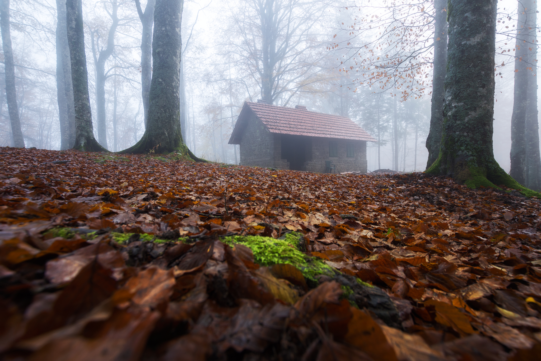 The house in the mist