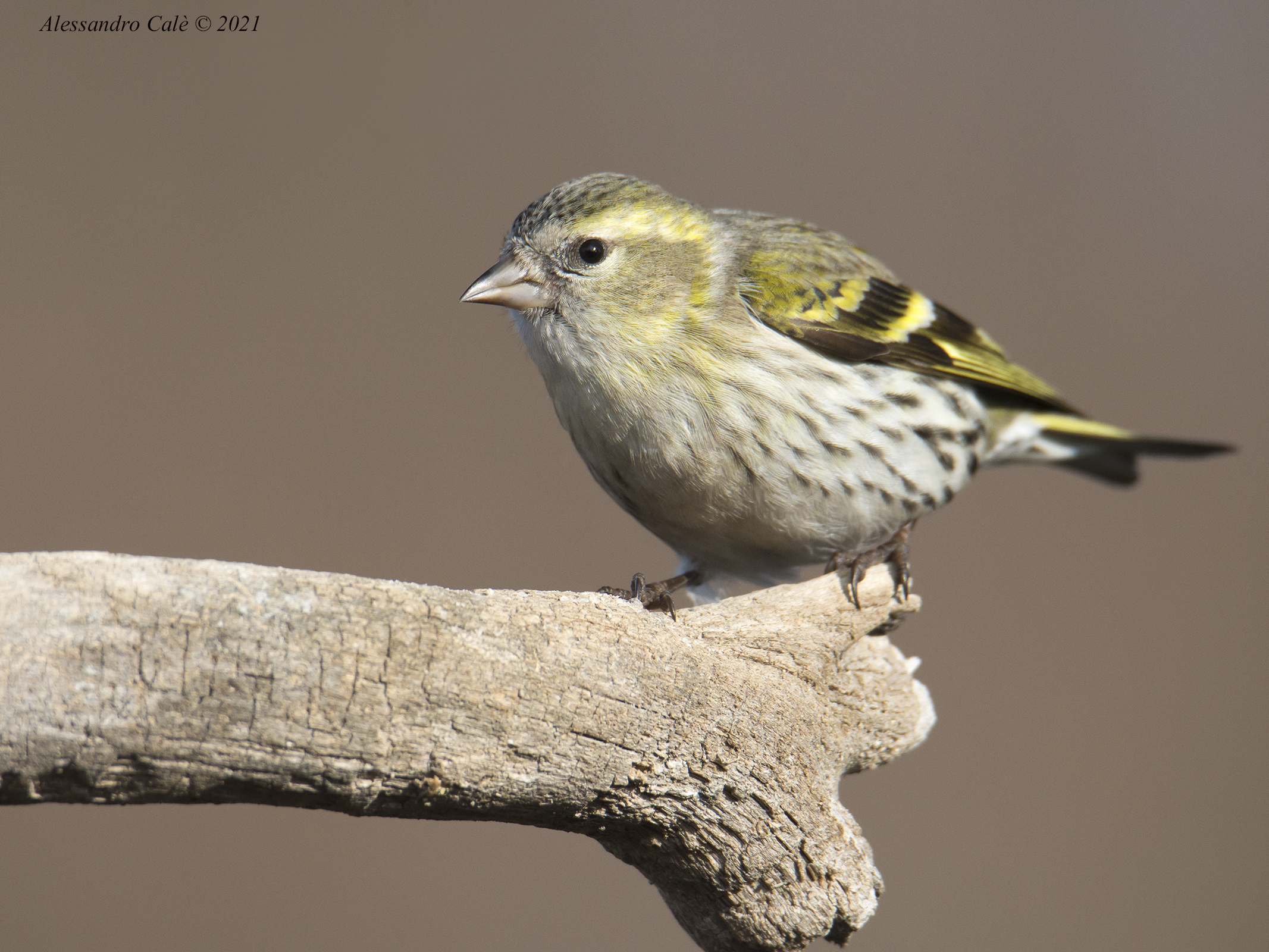 Carduelis spinus (Lucherino) 7544