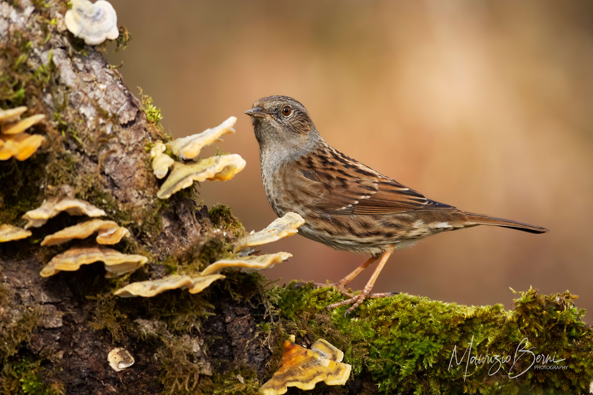 Prunella modularis - Wikipedia
