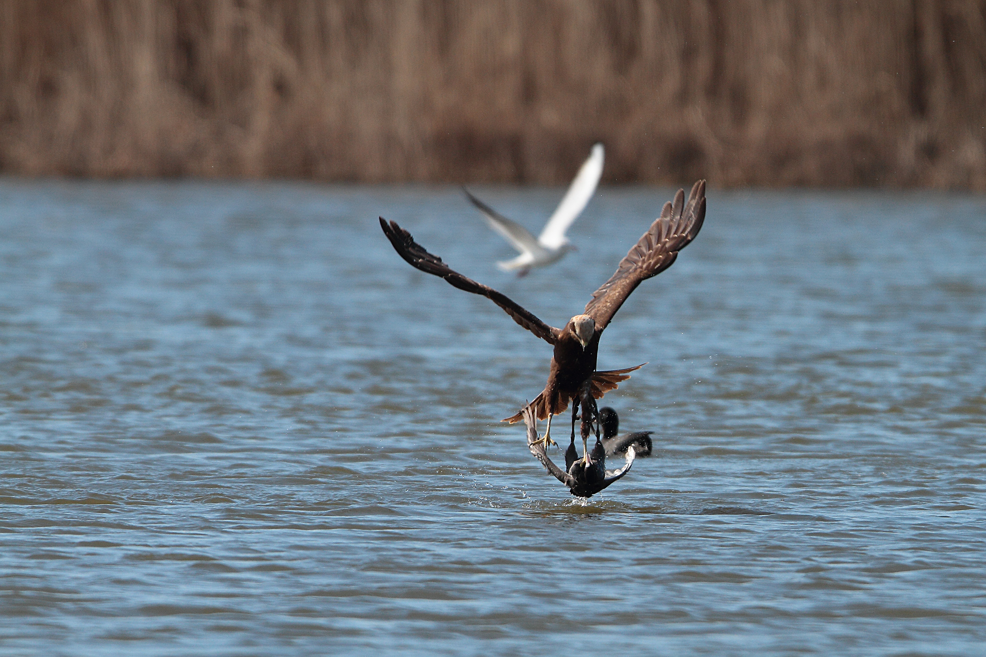 Marsh harrier prey that a hen