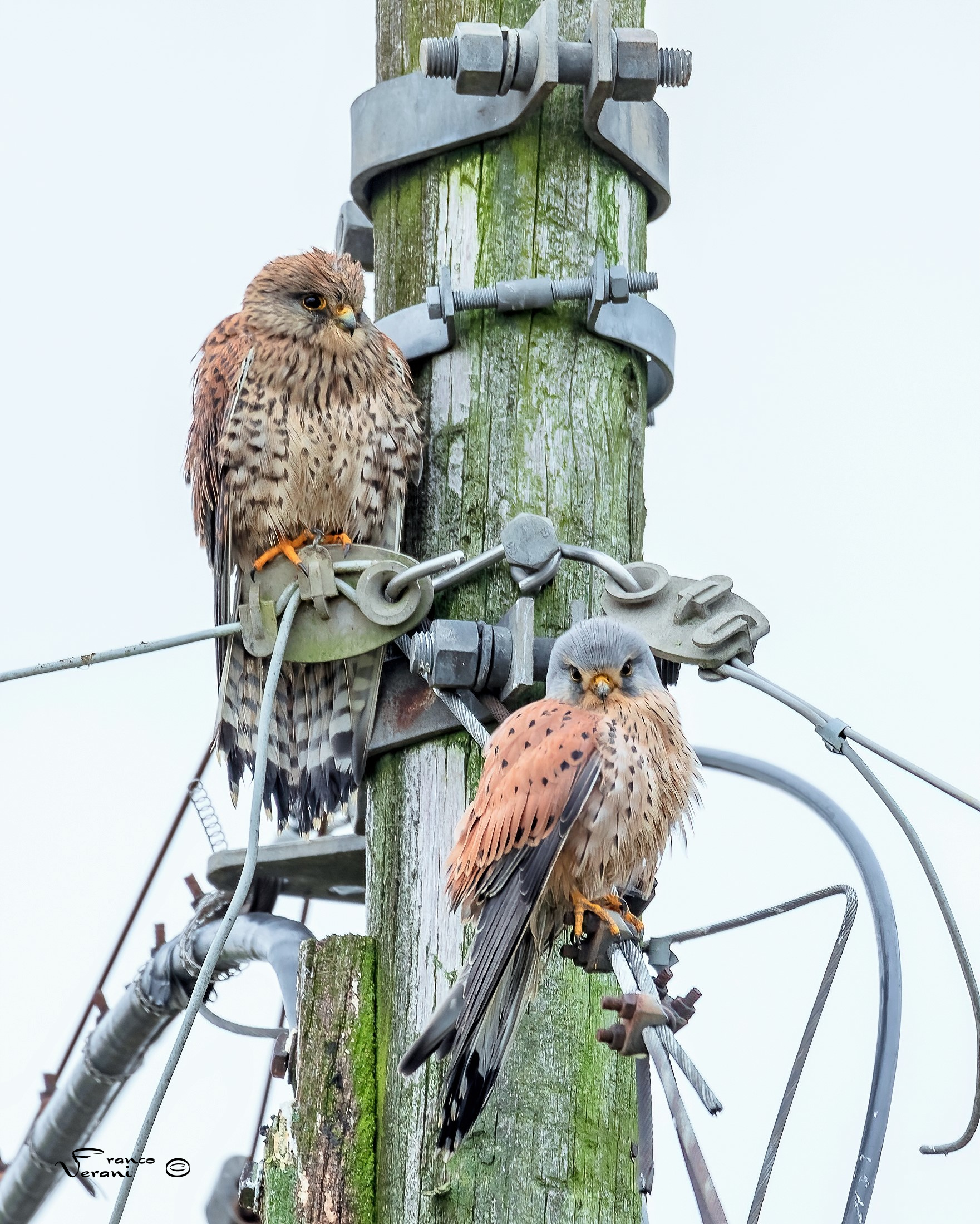 Gheppio  - La Coppia Riunita