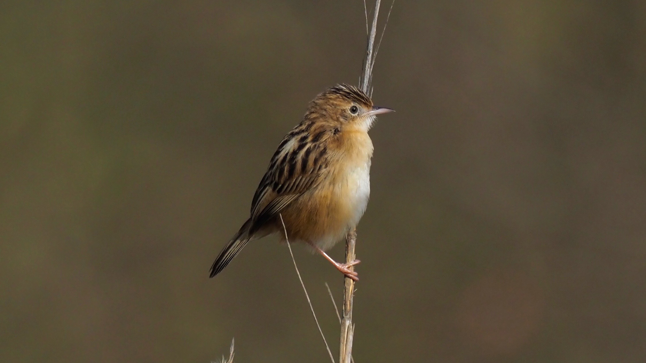 Beccamoschino posing