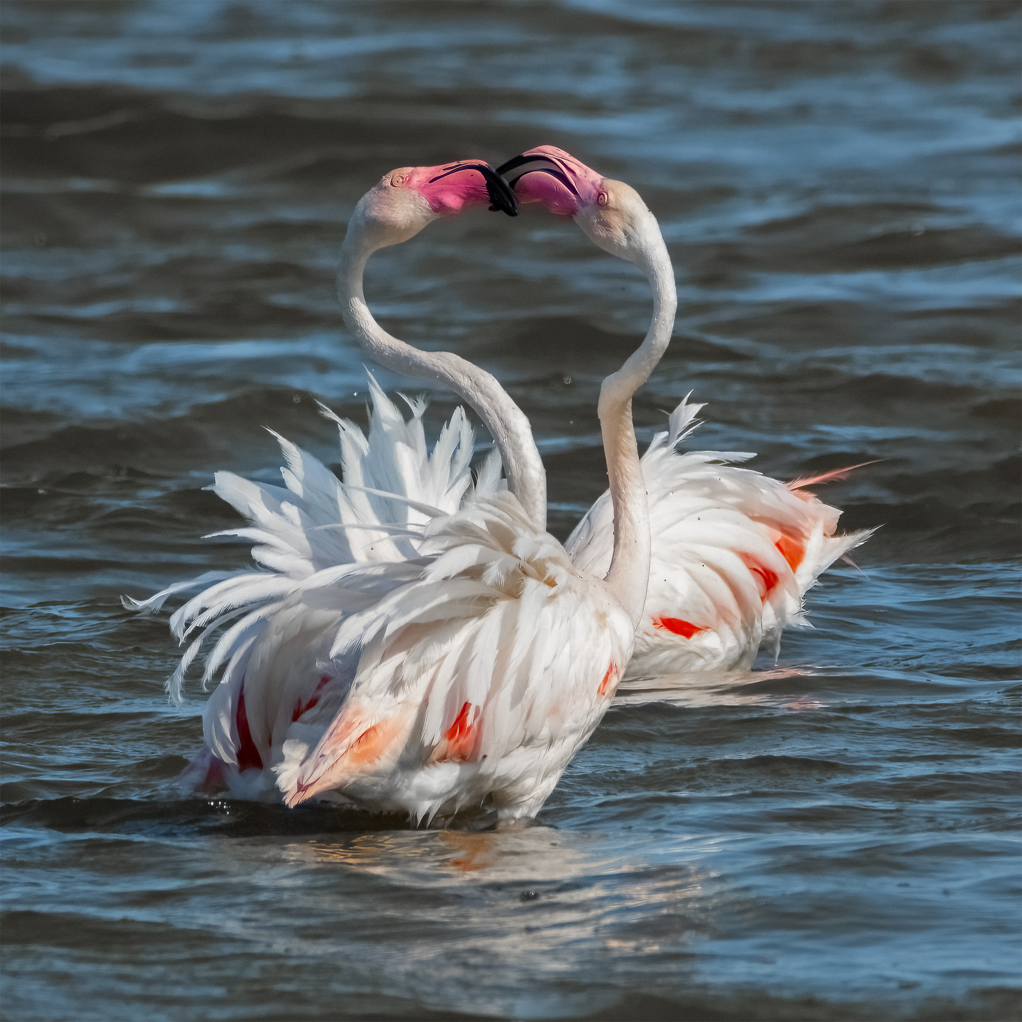 Fenicotteri, Valli di Comacchio (fe)