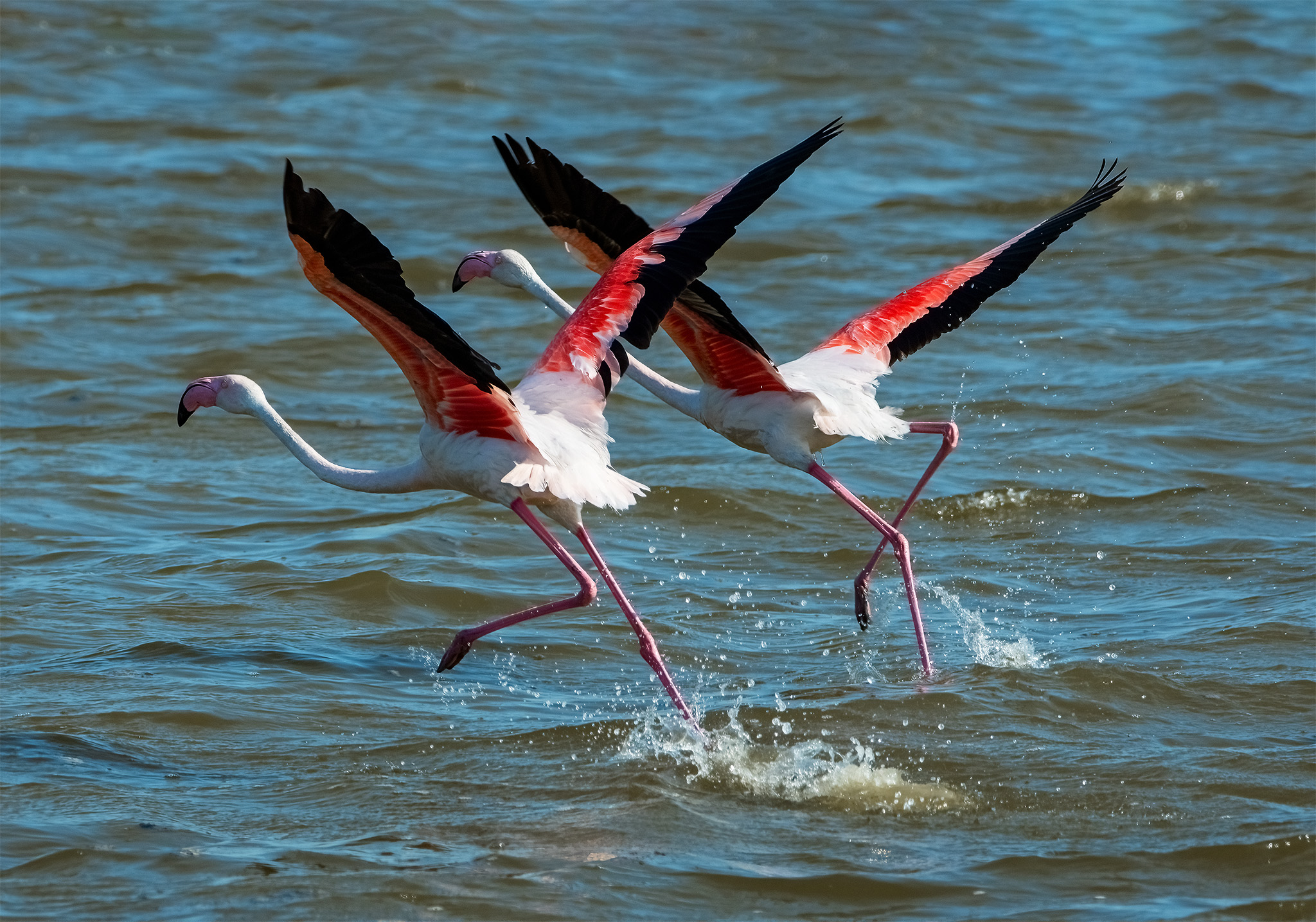Fenicotteri in decollo, Valli di Comacchio (fe)