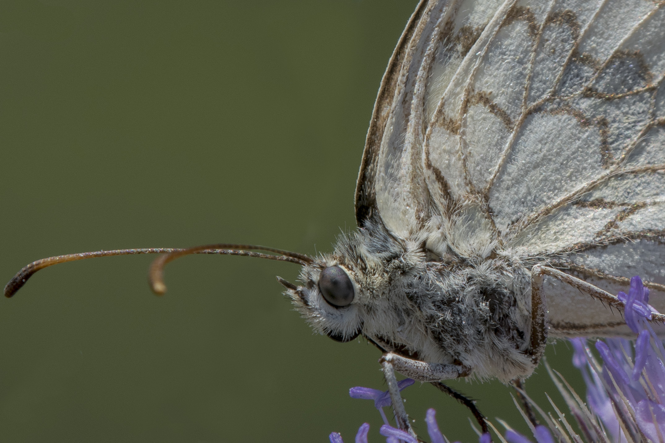 Melanargia galathea