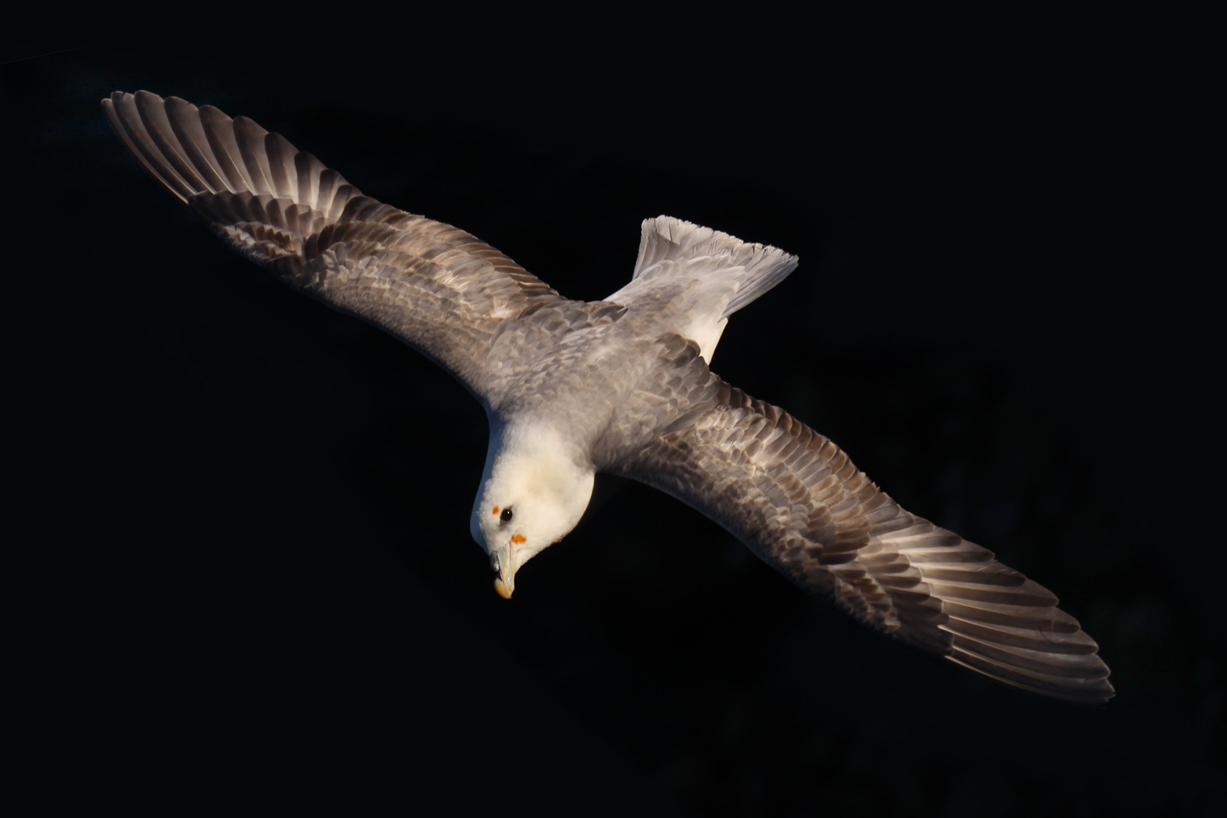 Boréal Fulmar