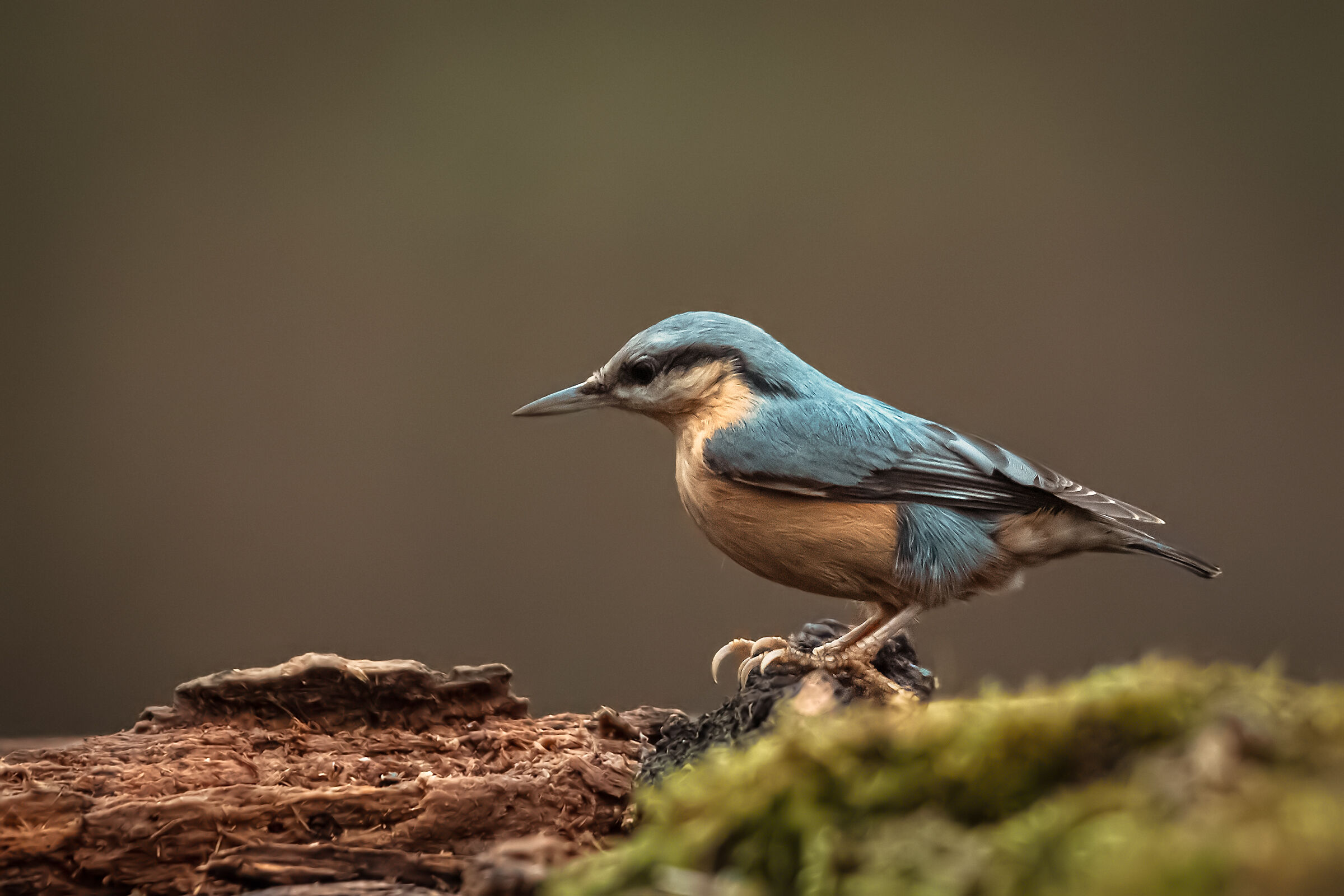 Picchio muratore (sitta europaea) n.2