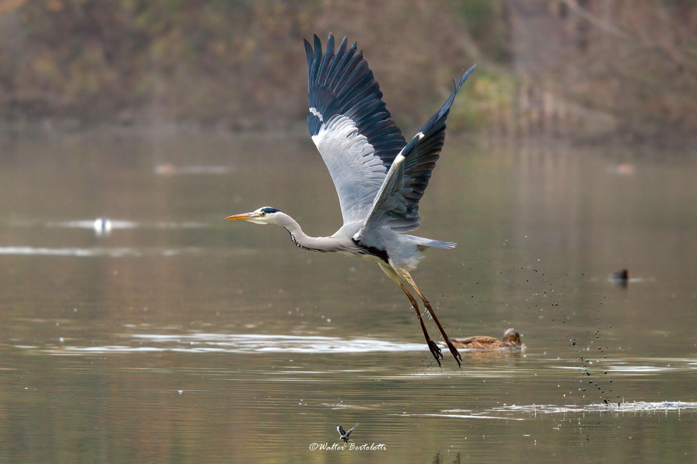 il decollo del cenerino