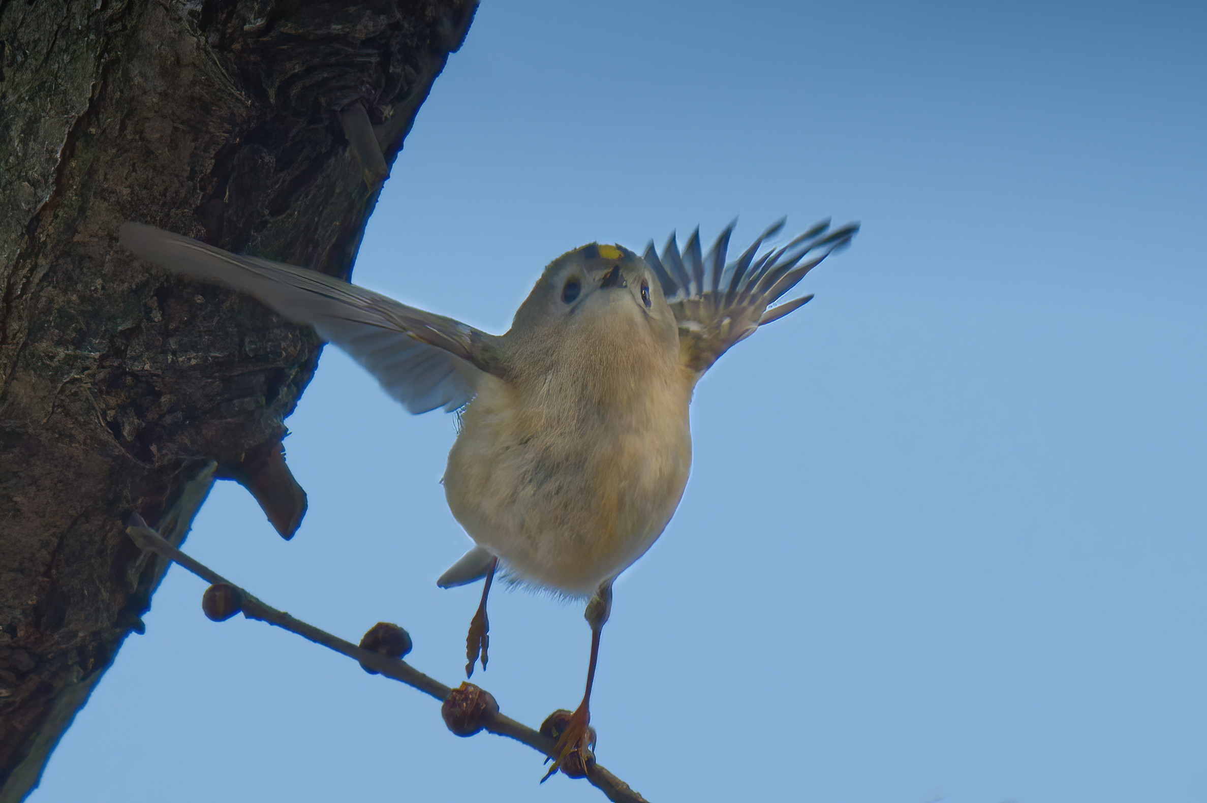 Lo stacco del regolo