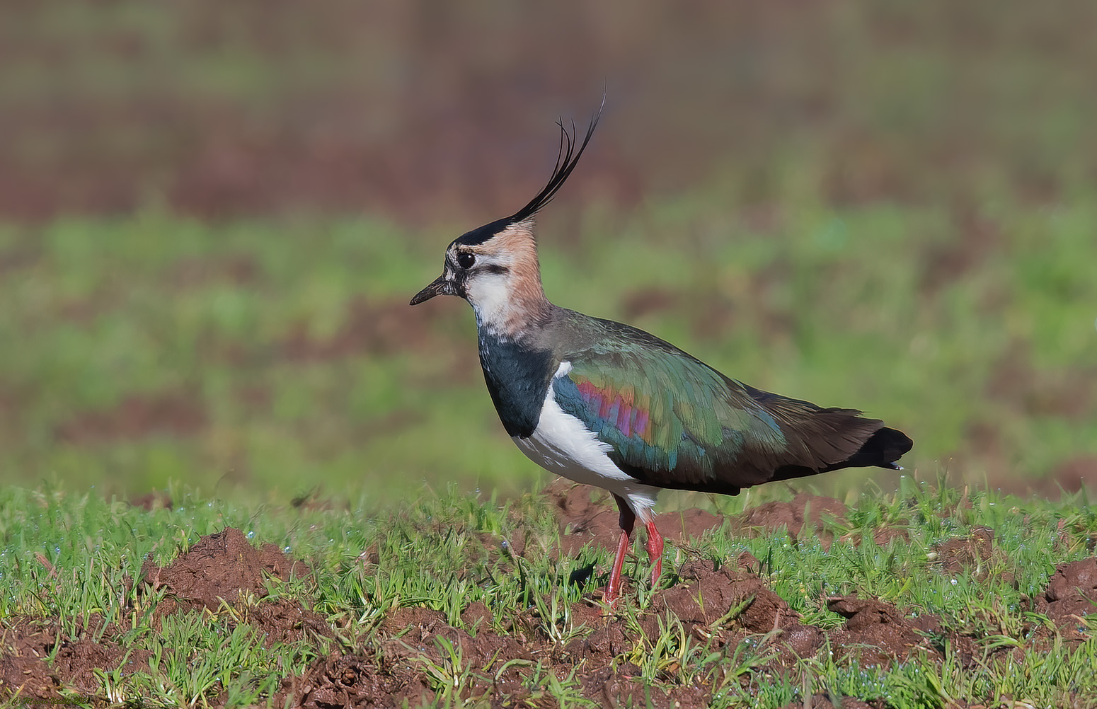 Peacock (Vanellus vanellus)