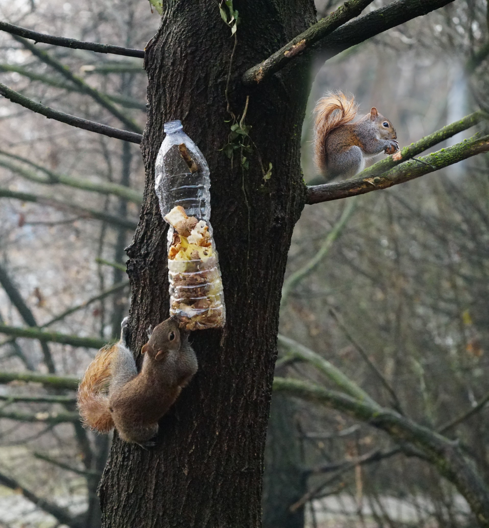 Lui è più furbo di me