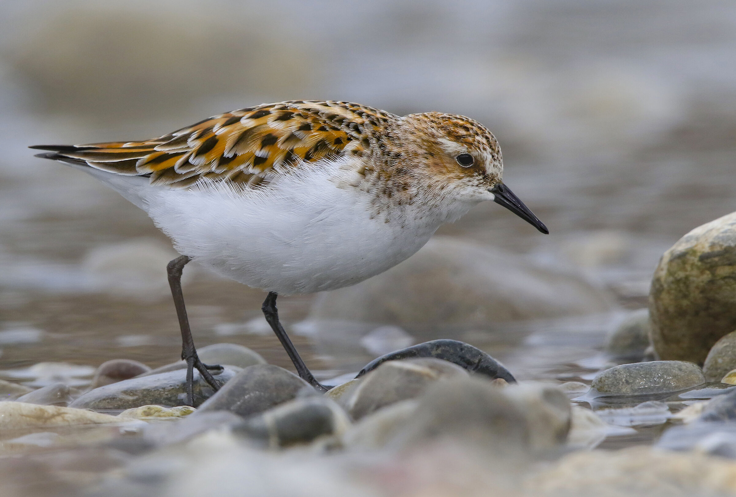 gambecchio in livrea