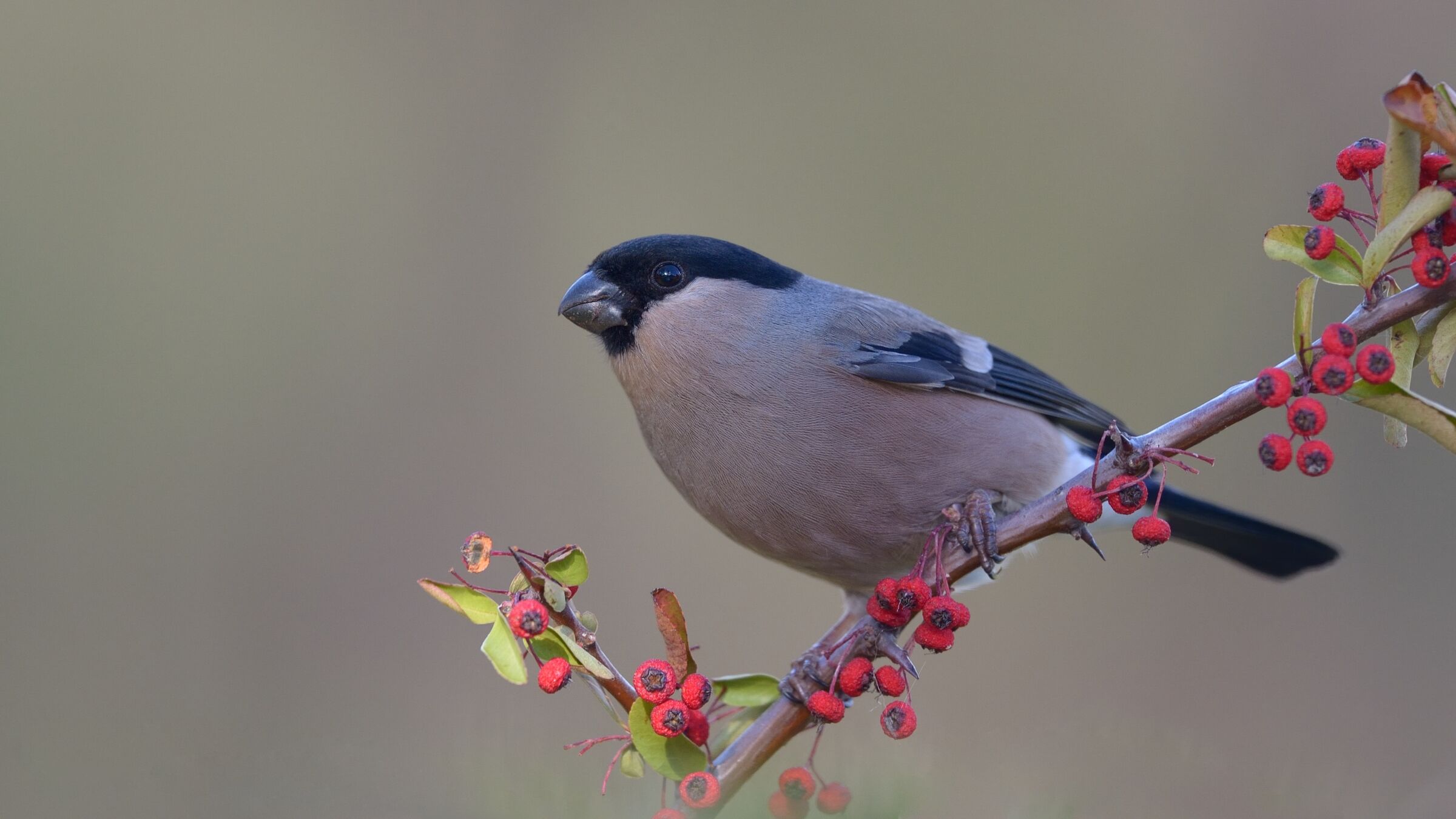 Ciuffolotto (Phyrrula phyrrula) - femmina