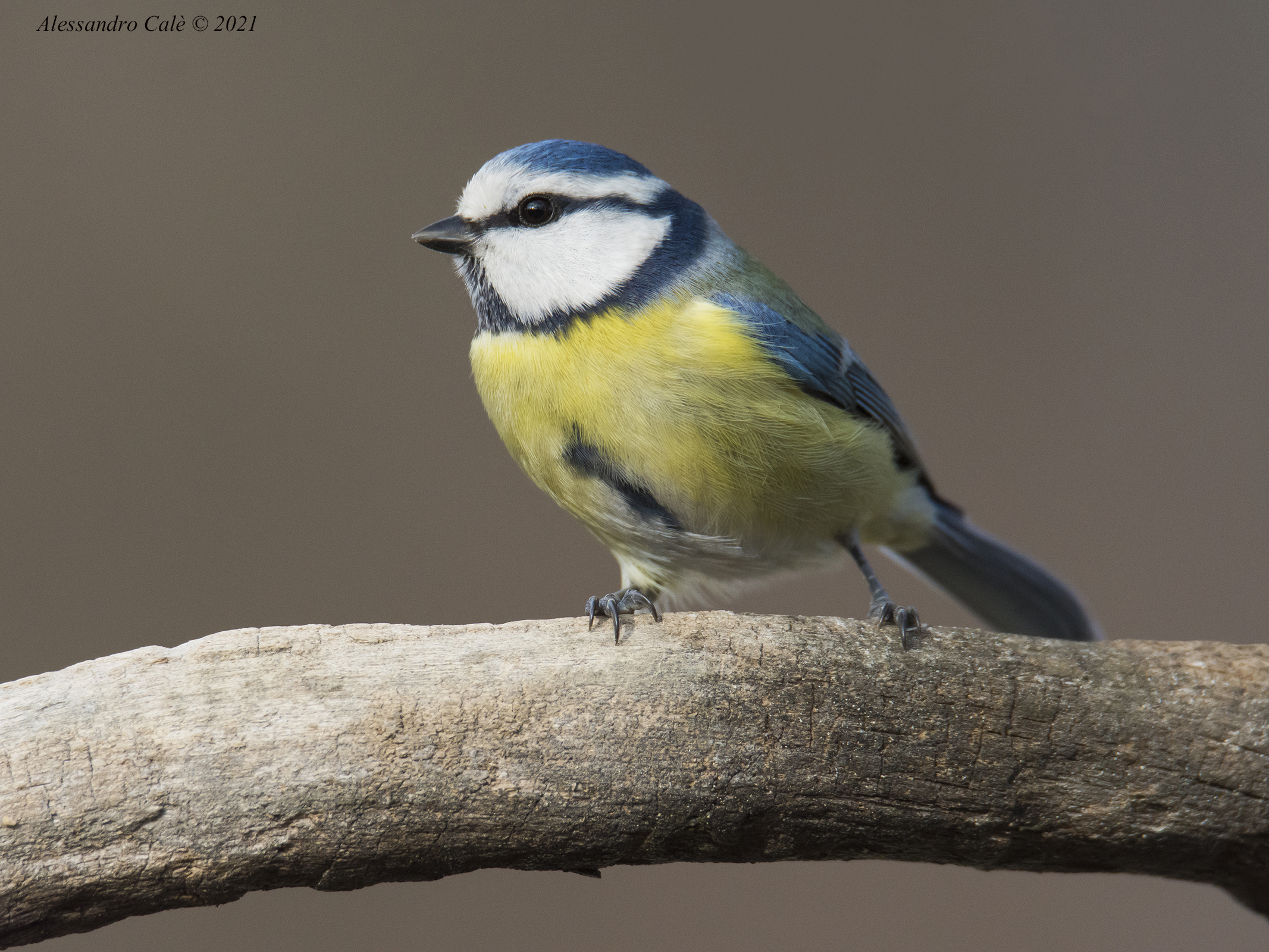 Cyanistes caeruleus (Cinciarella) 7883