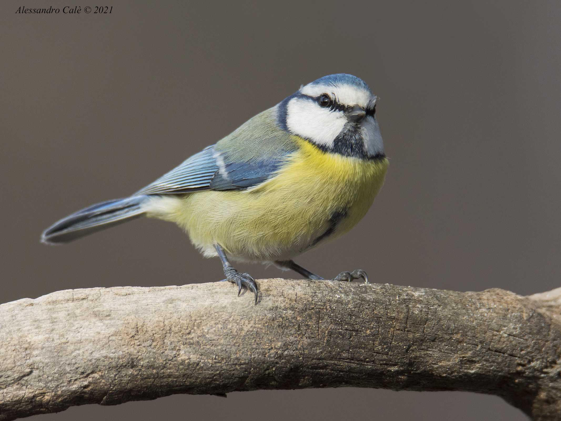 Cyanistes caeruleus (Cinciarella) 7904