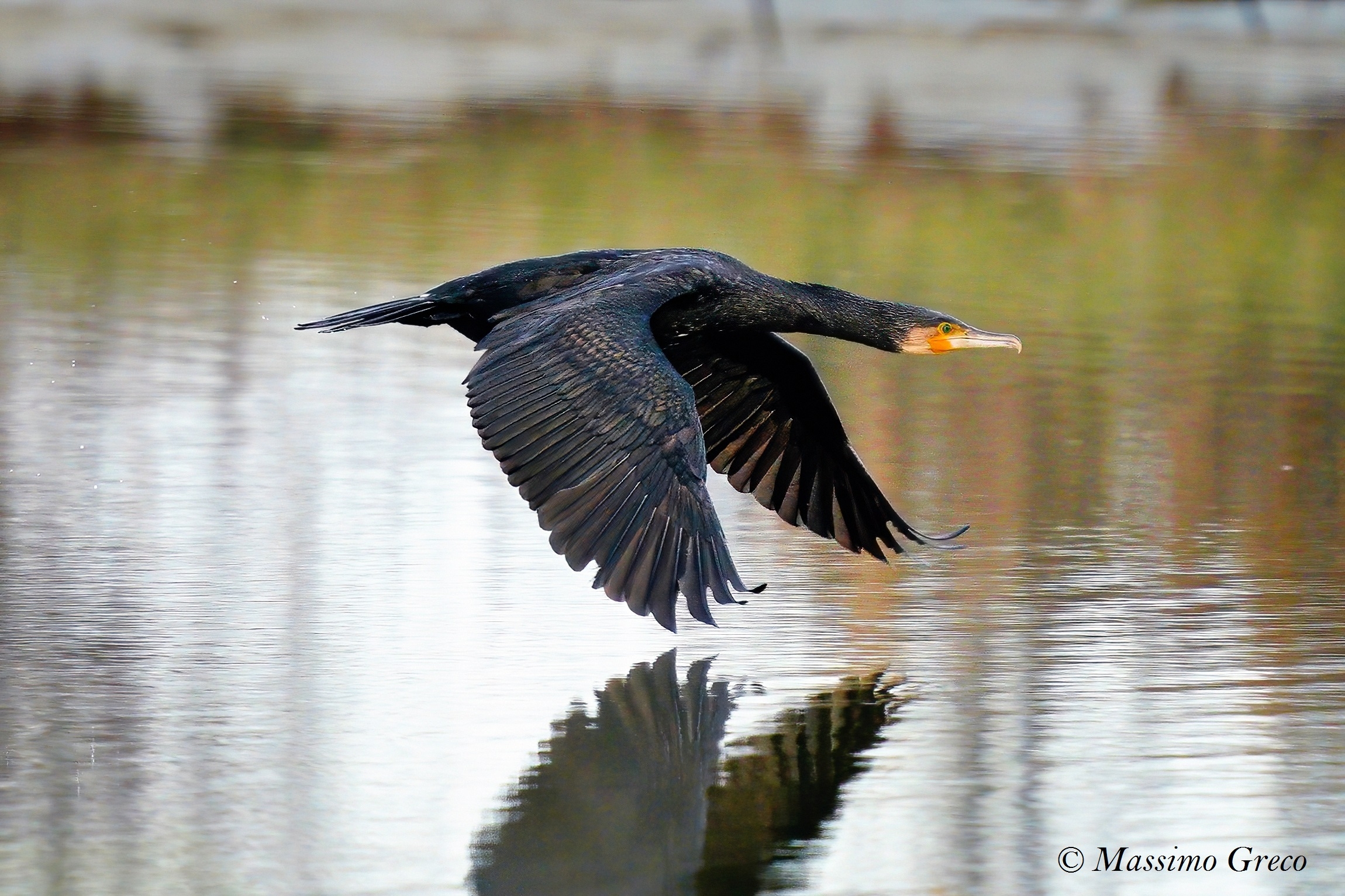 Cormorant (Phalacrocorax carbo)