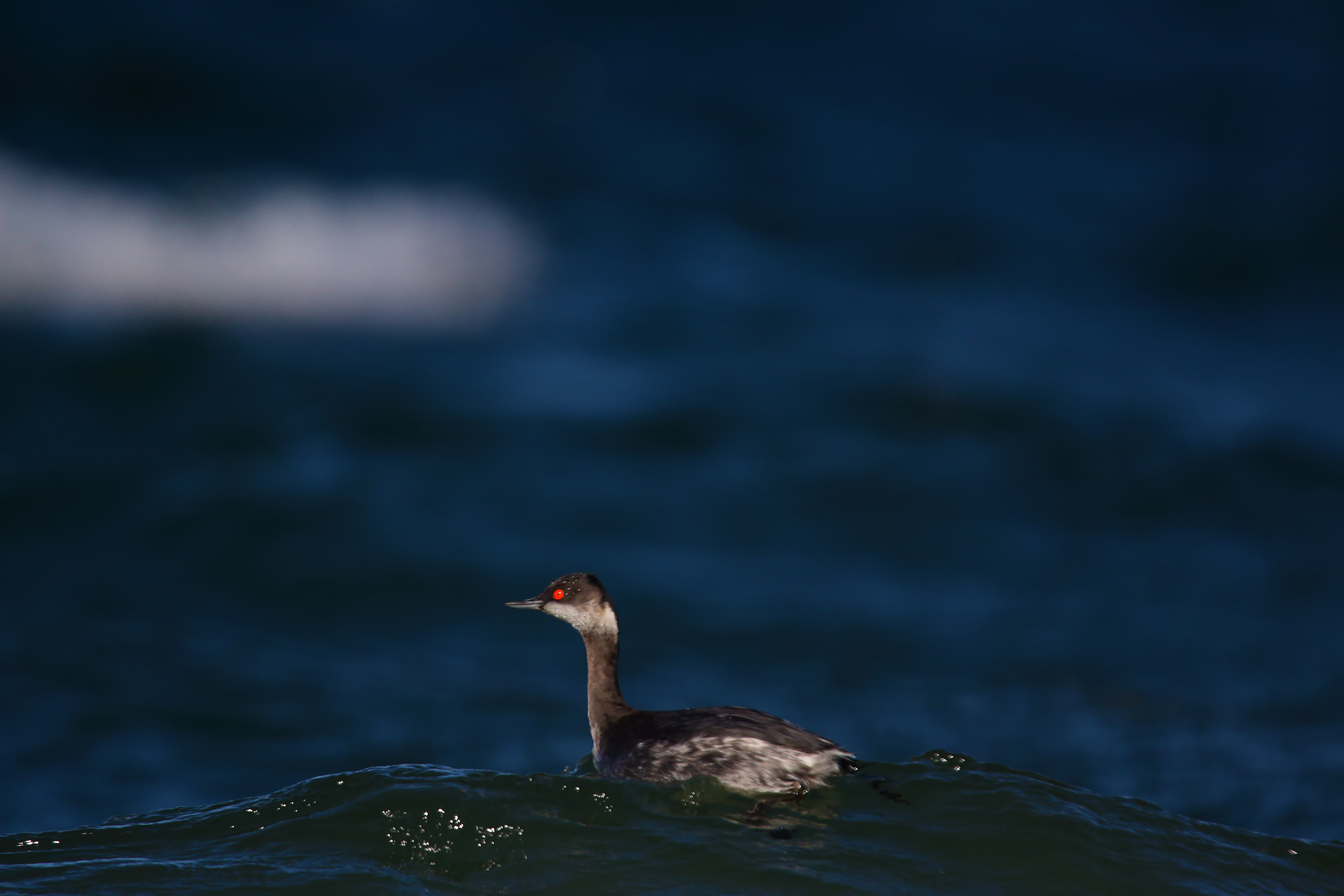 nel blu dipinto di blu....