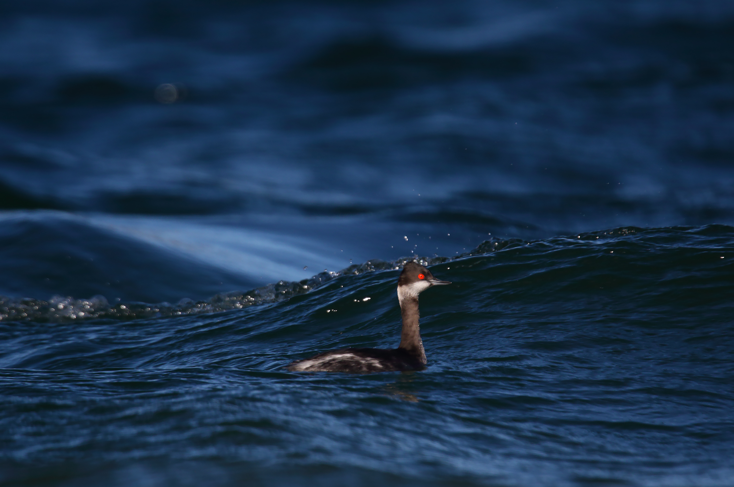 nel blu dipinto di blu 2