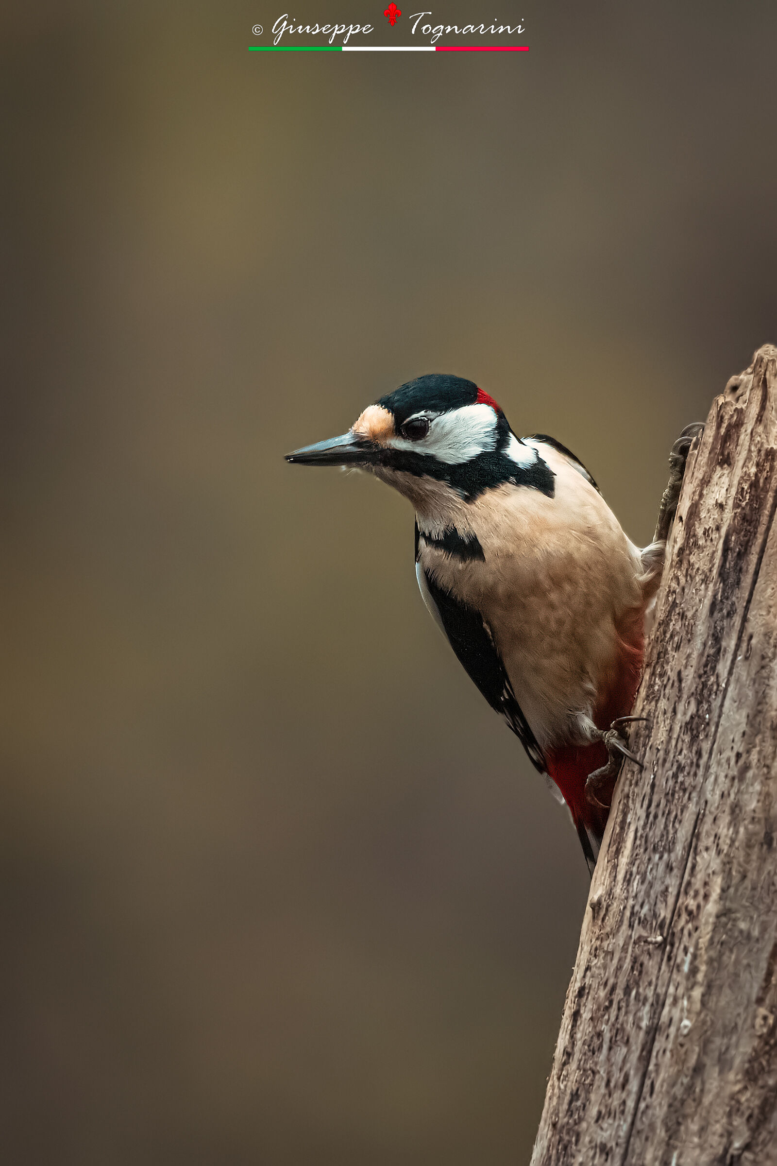 Quel rumore nel bosco